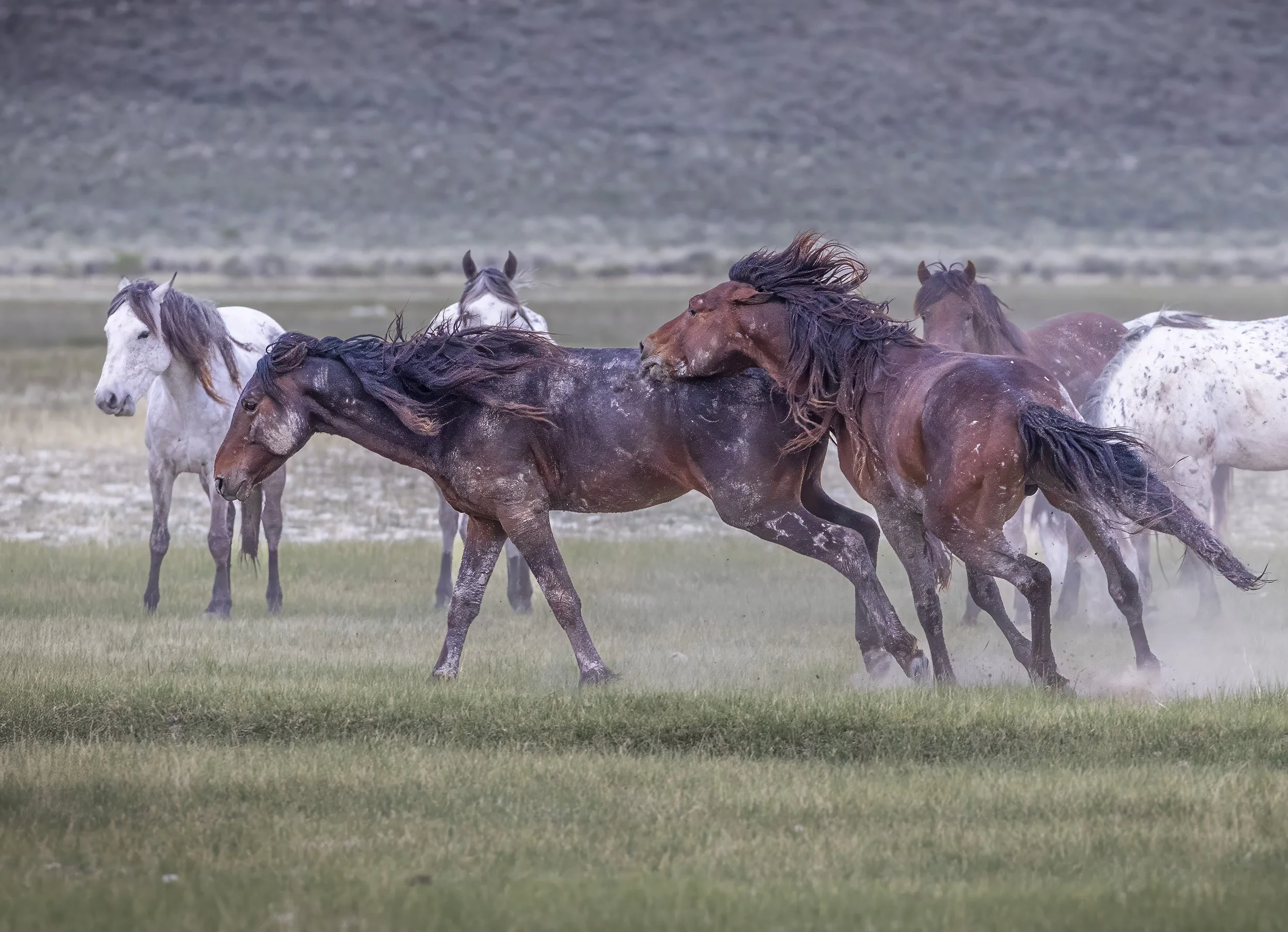 Horse Showing Off Mammoth -2026-05-24-9999_131-topaz V3-2.jpg