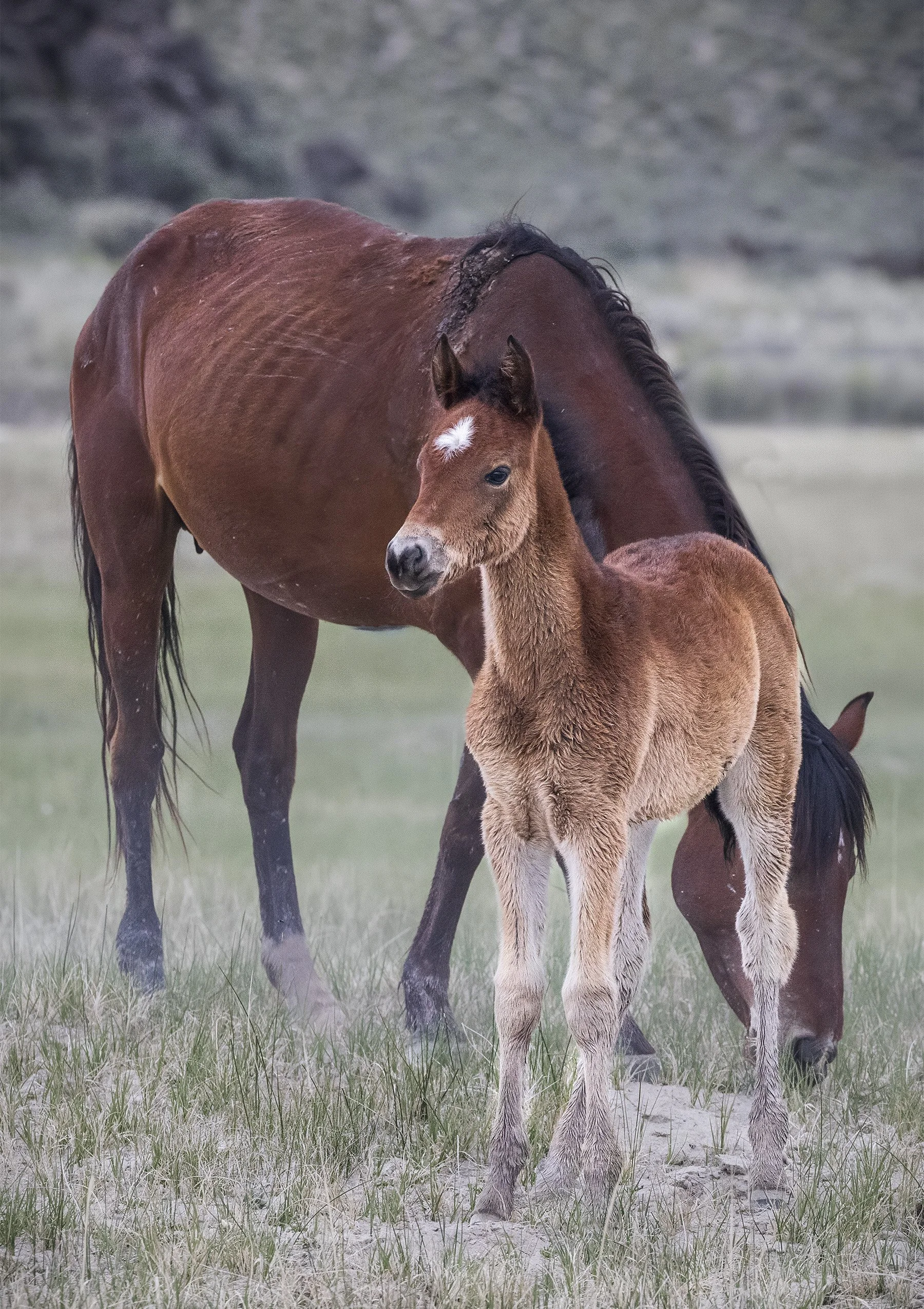 Horse and Baby Mammoth -2026-05-24-9999_182 18x12-topaz V3.jpg