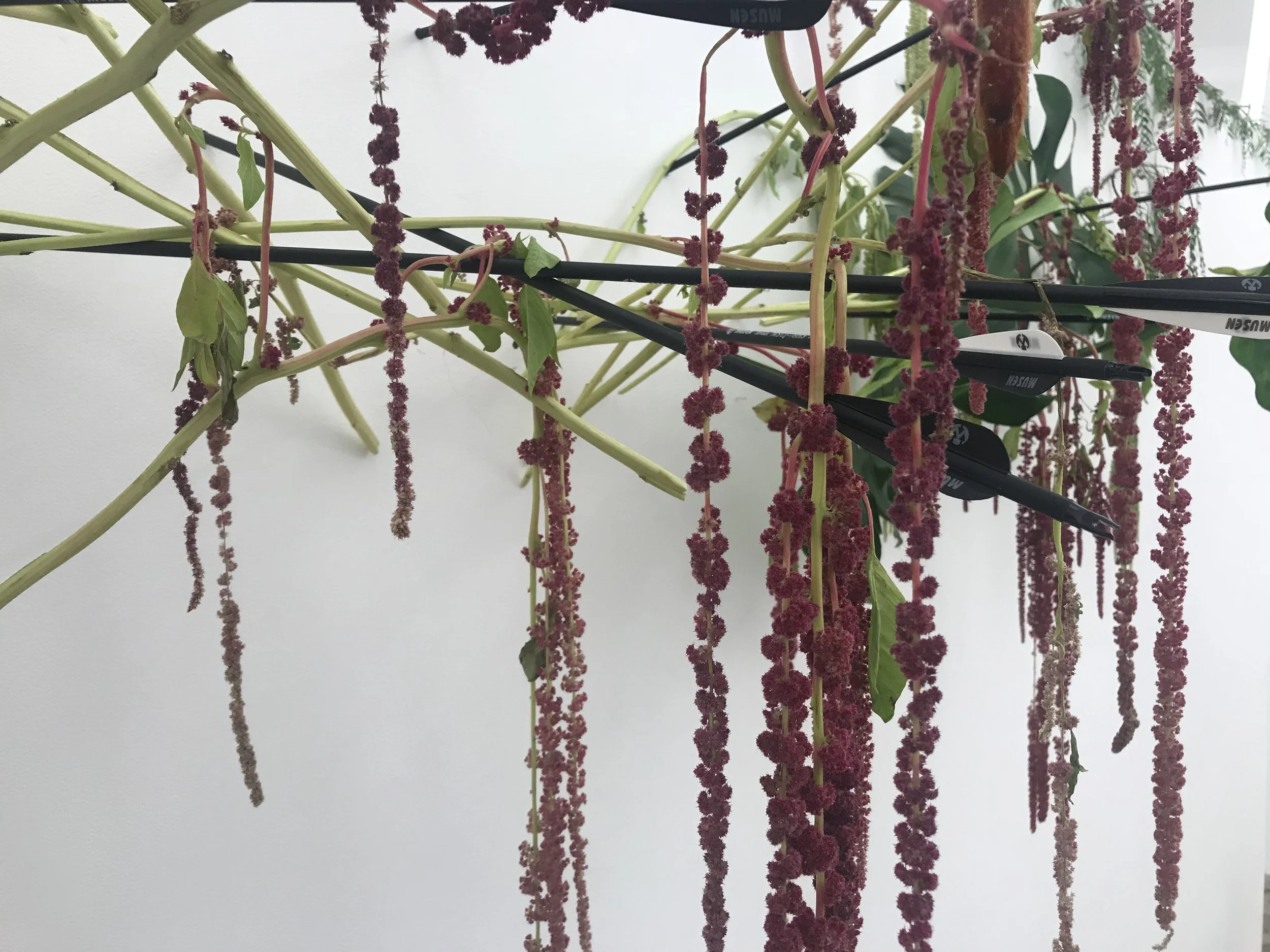 hanging amaranthus ... burgundy and green