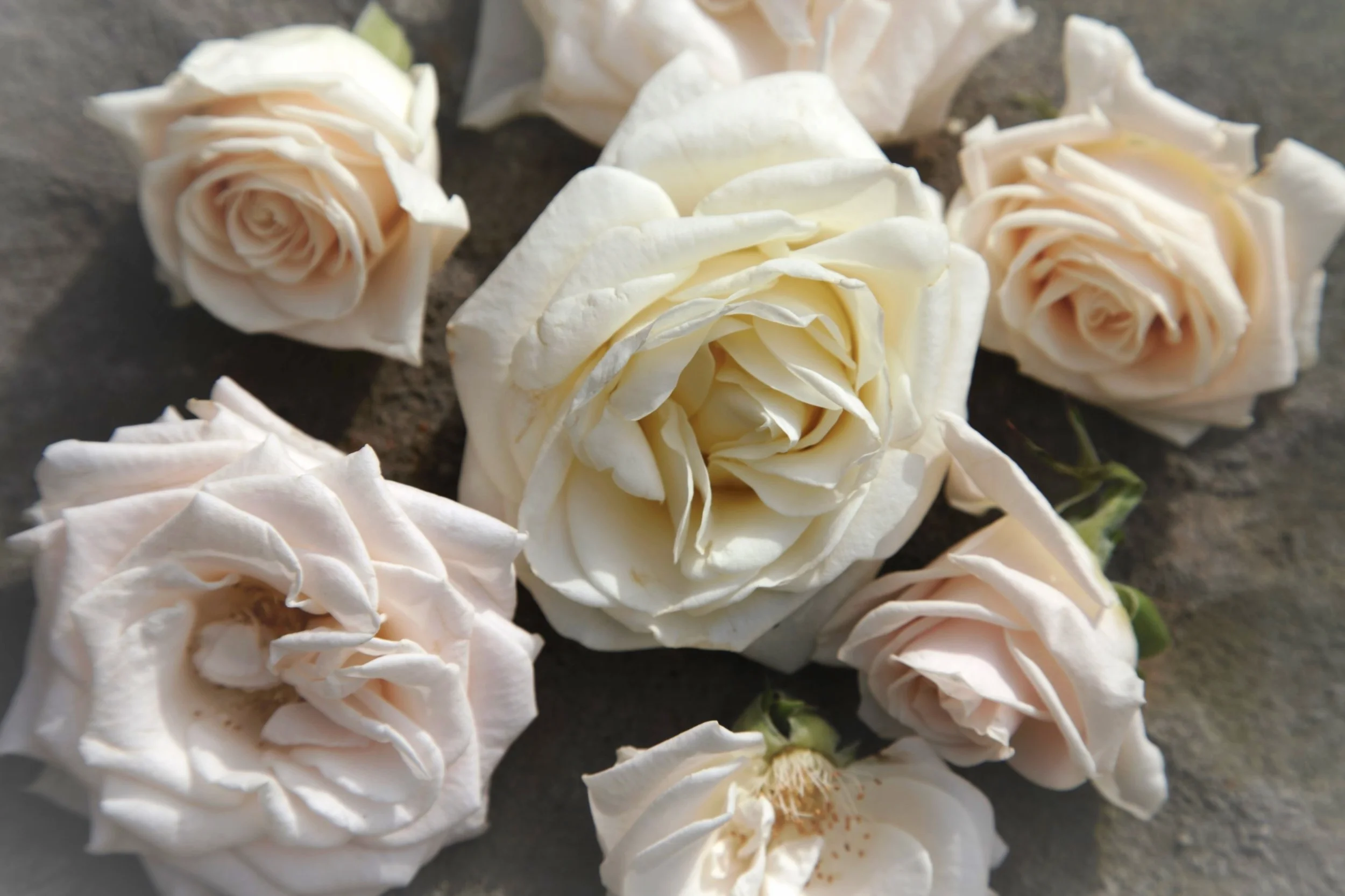 Rose Water DIY — Flowers & Company
