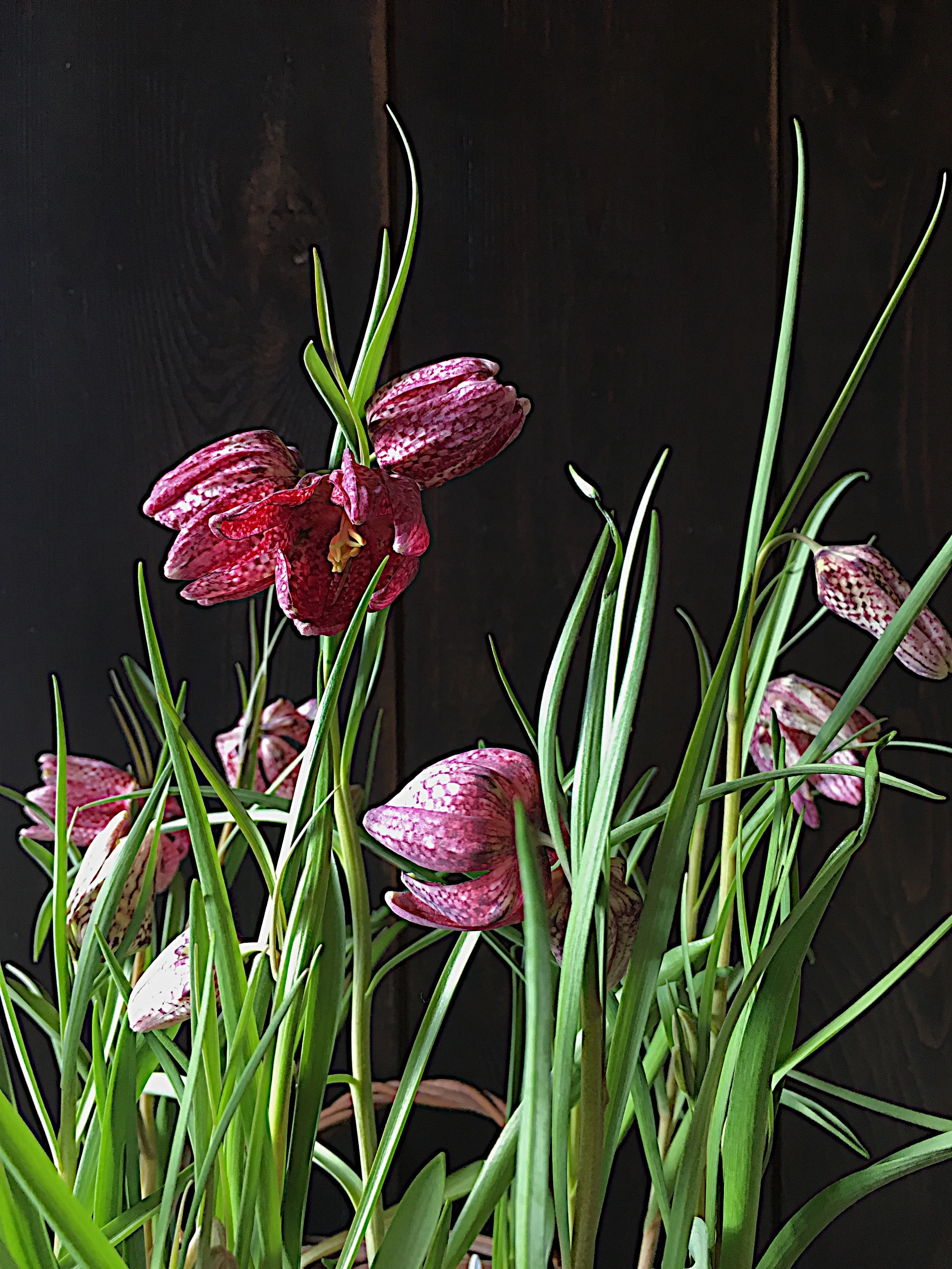 Fritillaria