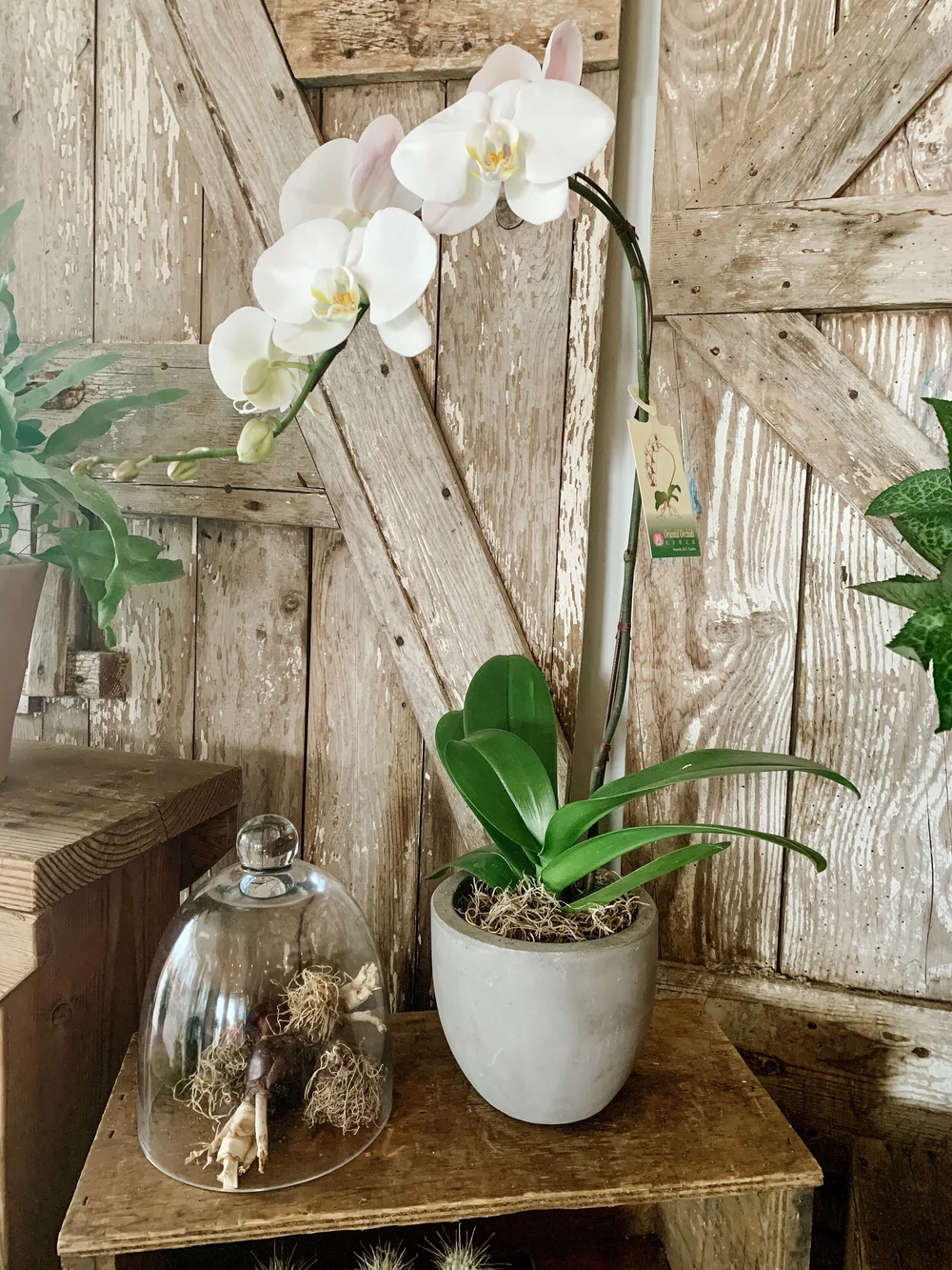 Orchids in a Pot  Flowers & Company