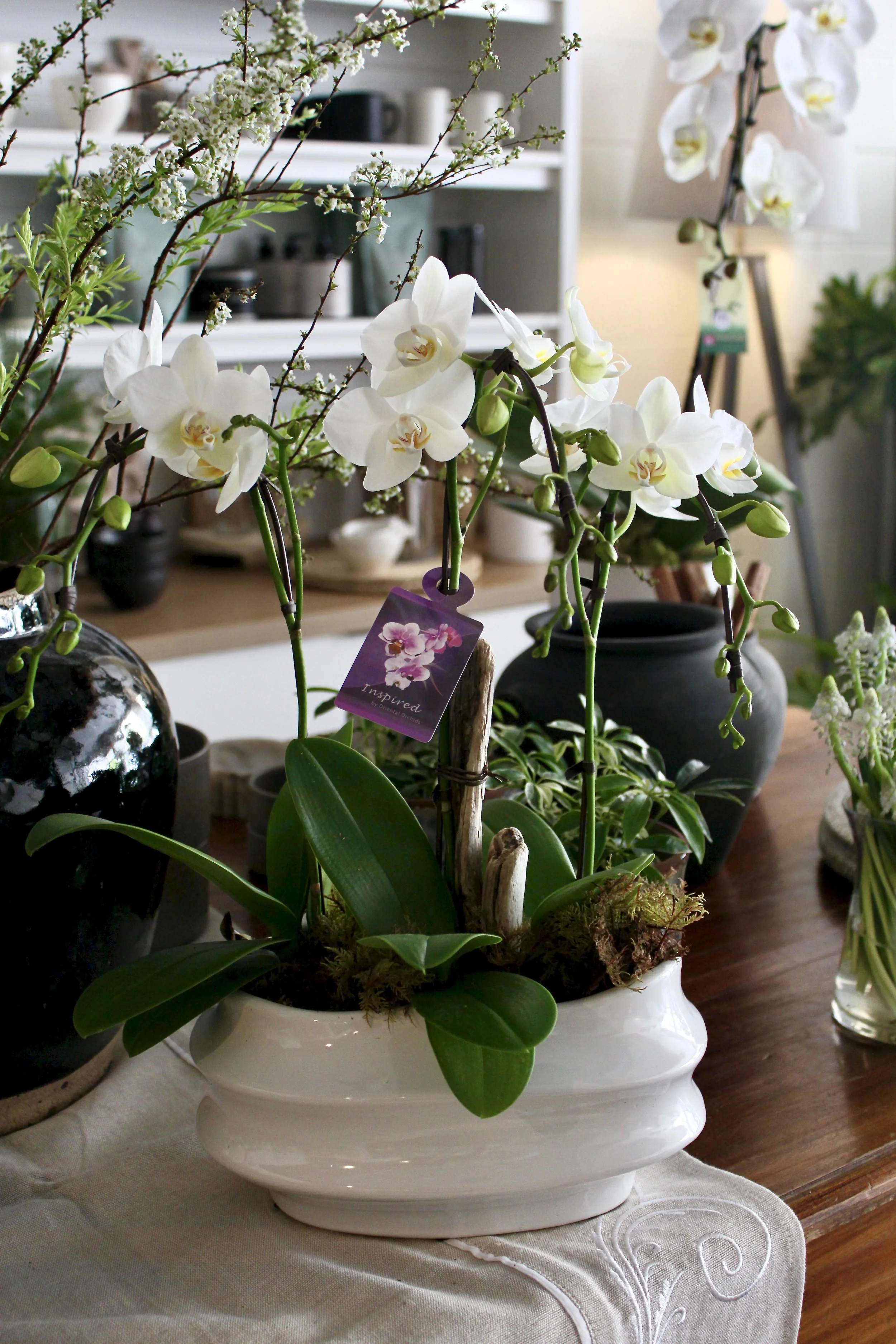 Orchids in a Pot
