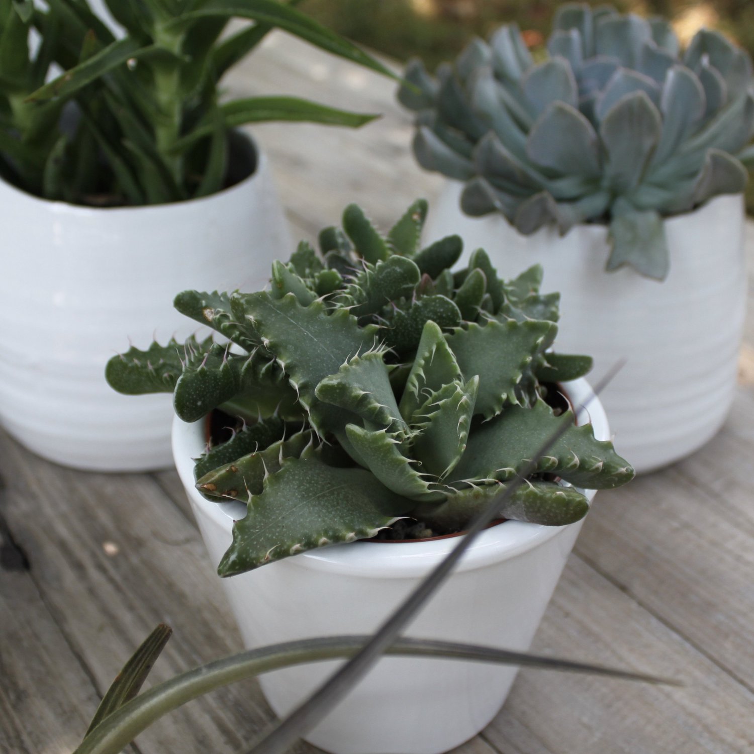 Succulents || Cacti || Air Plants  Flowers & Company