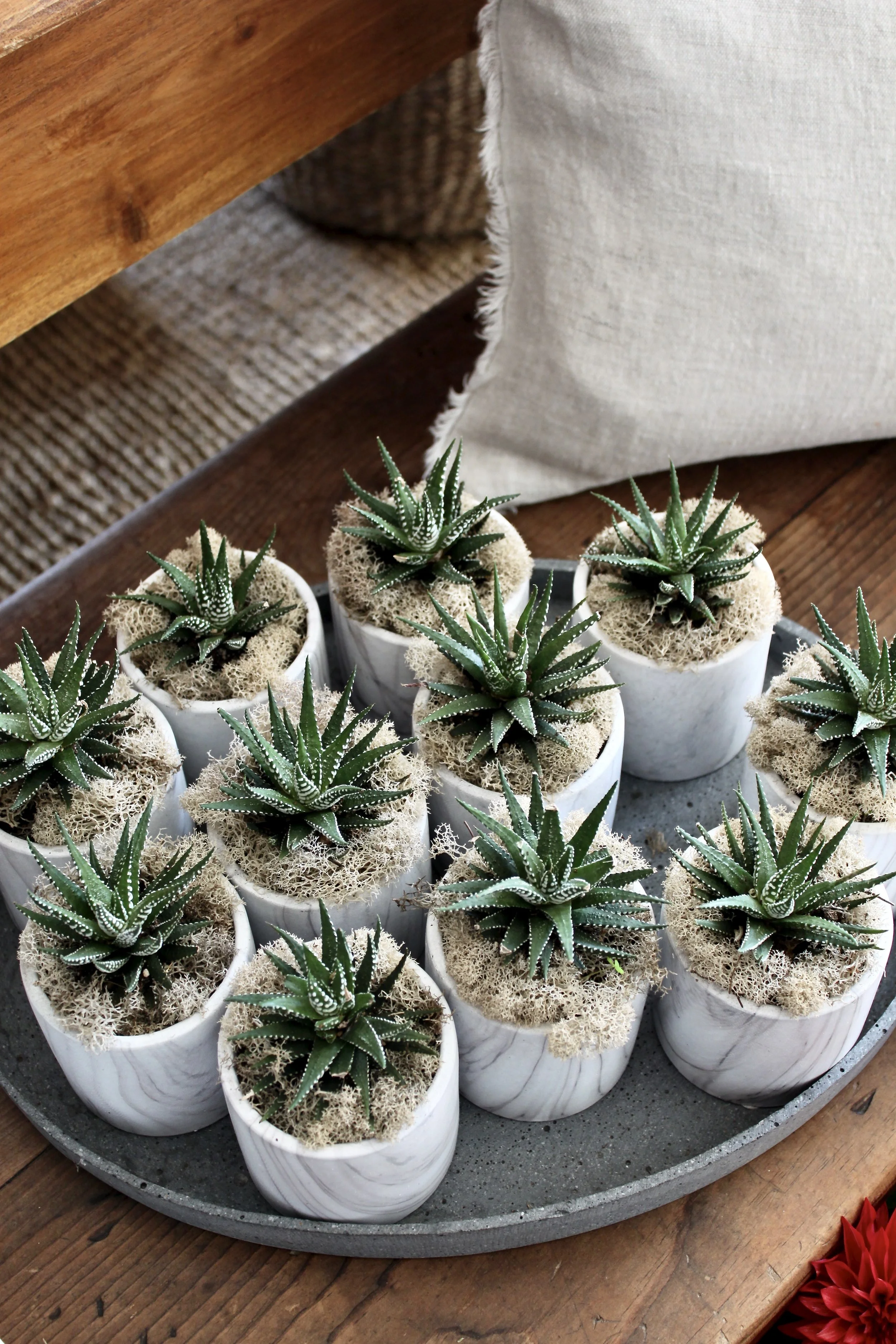 Succulents || Cacti || Air Plants