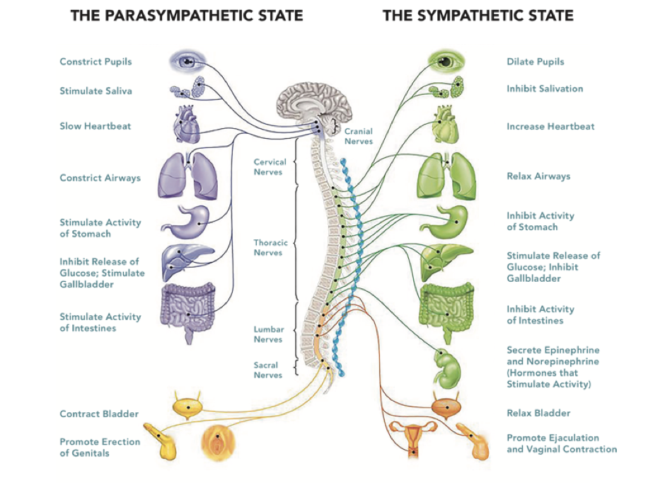 Parasympathetic state.png