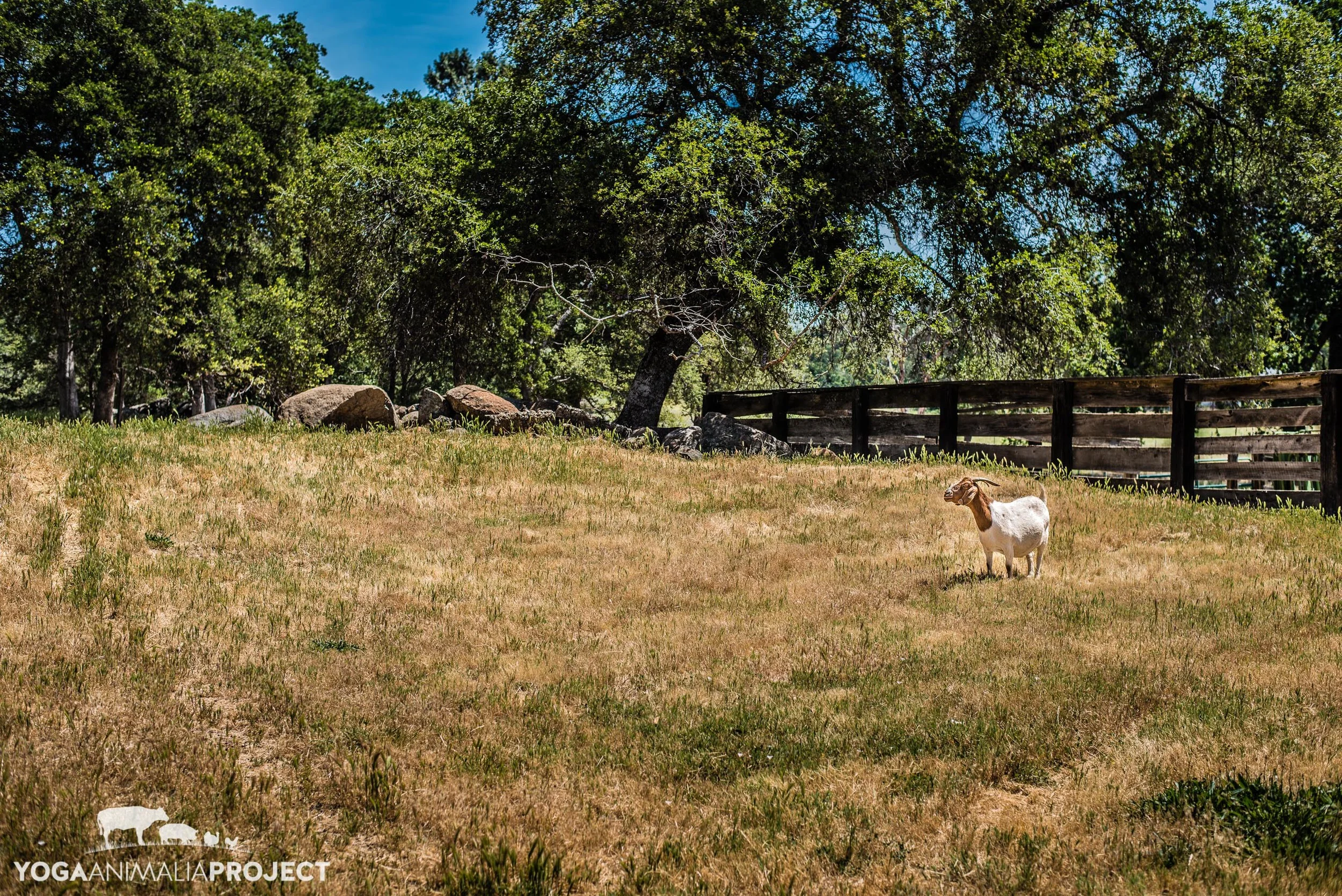 Animal Place 5-24-14-20.jpg