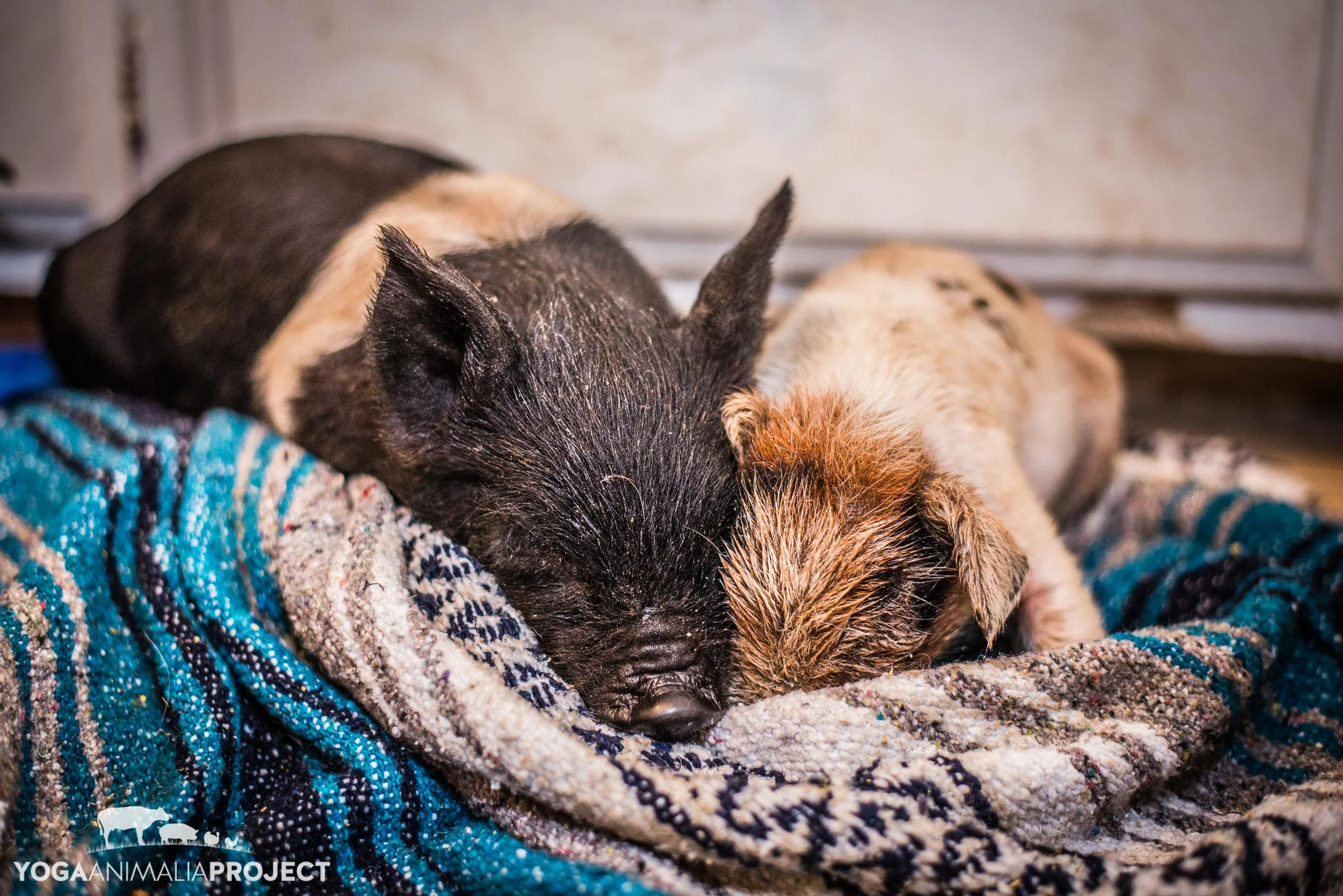 Magpie & Rudy 4-22-14.jpg