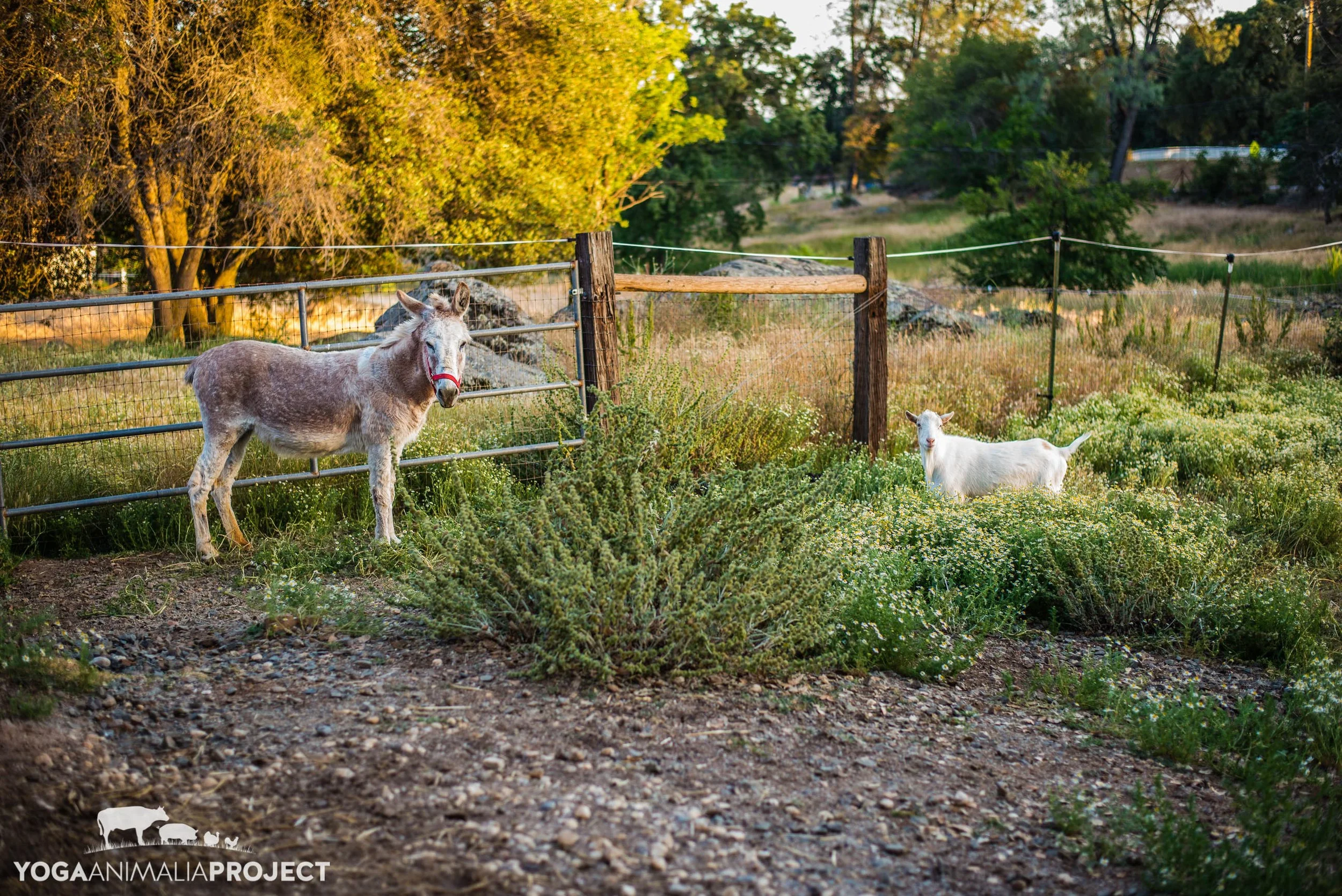Animal Place — Yoga Animalia Project