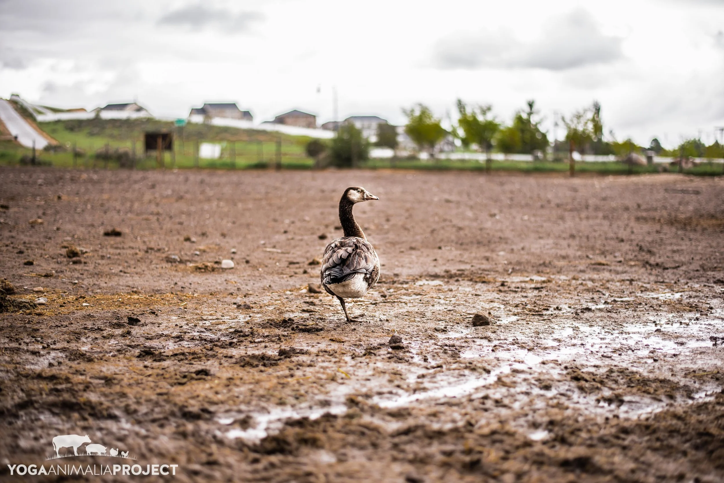 Canada Goose Visitor