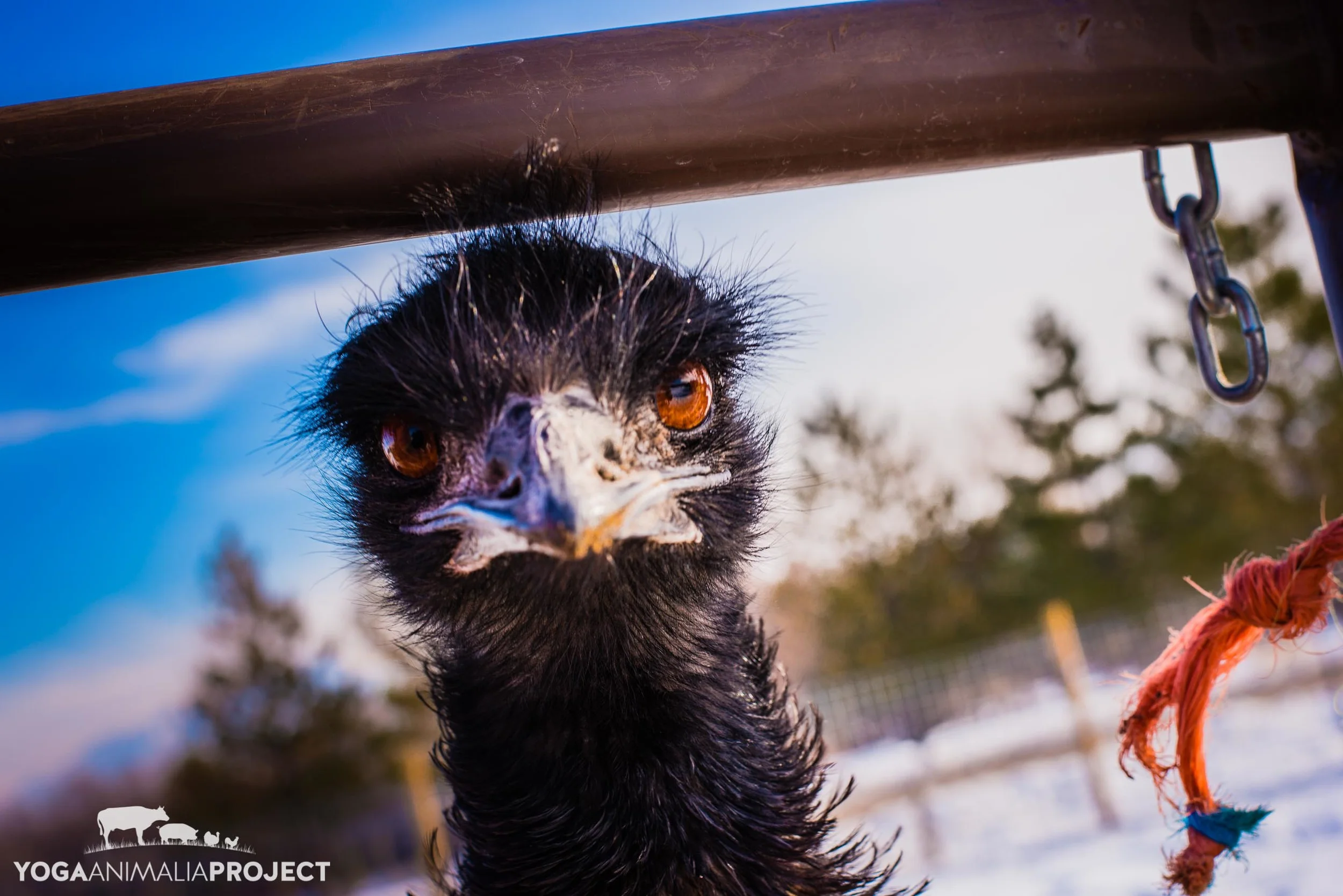 Ching Farm Rescue & Sanctuary, Herriman, Utah