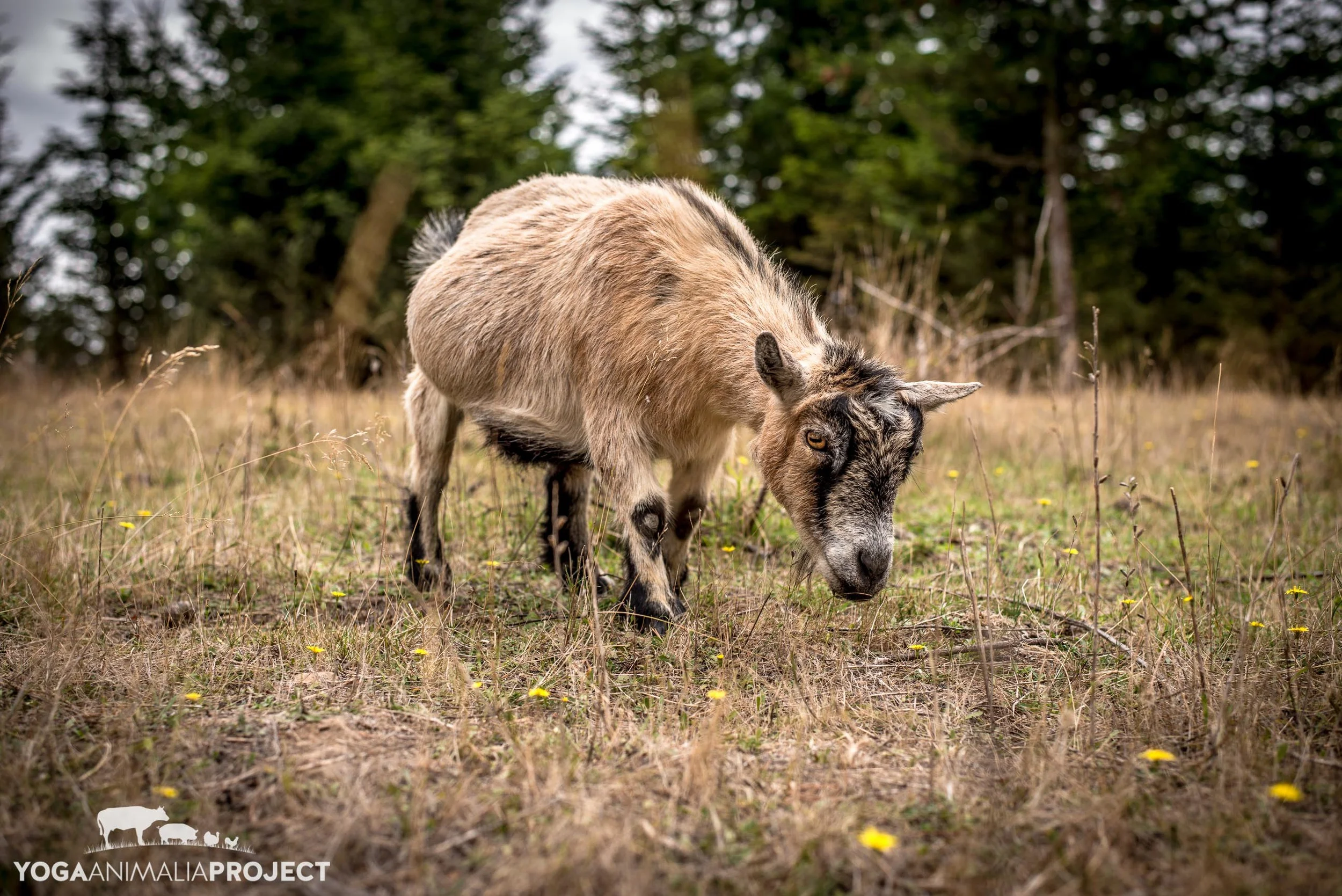 Fauna 9-23-14 (3).jpg