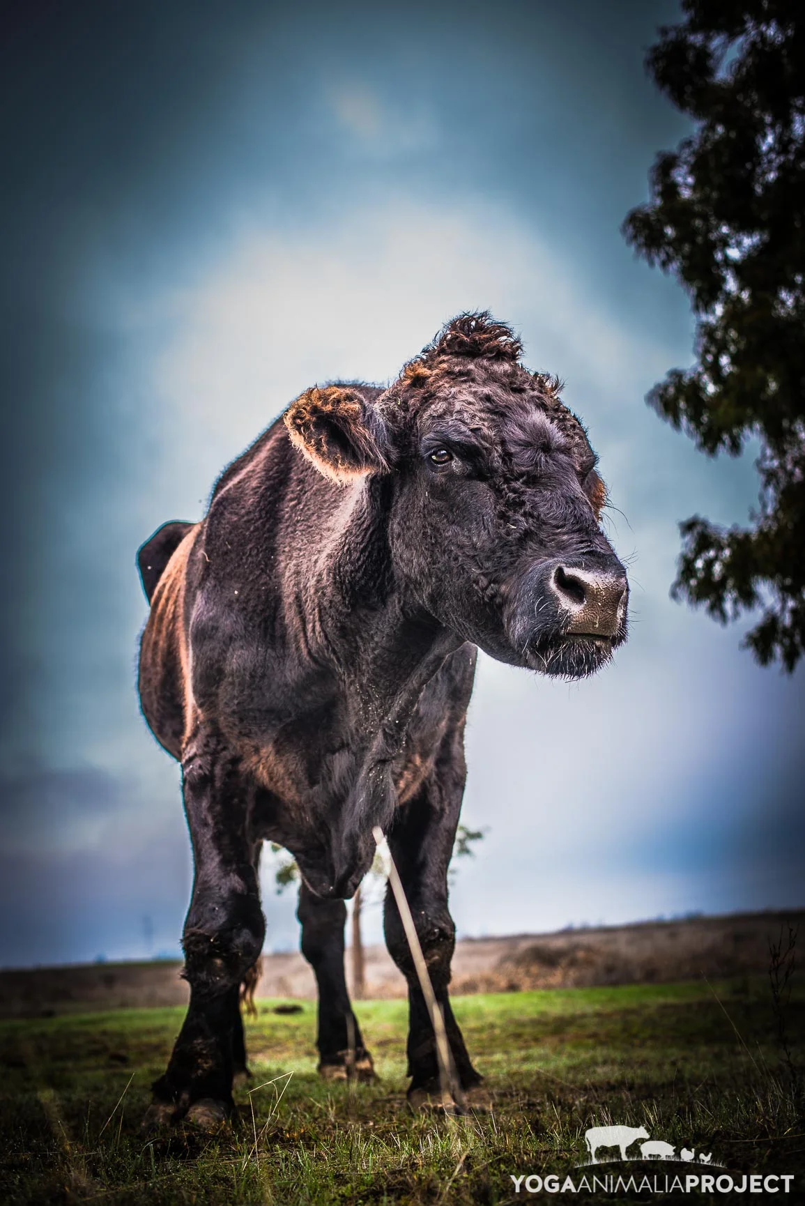 PreetiRang Sanctuary — Yoga Animalia Project