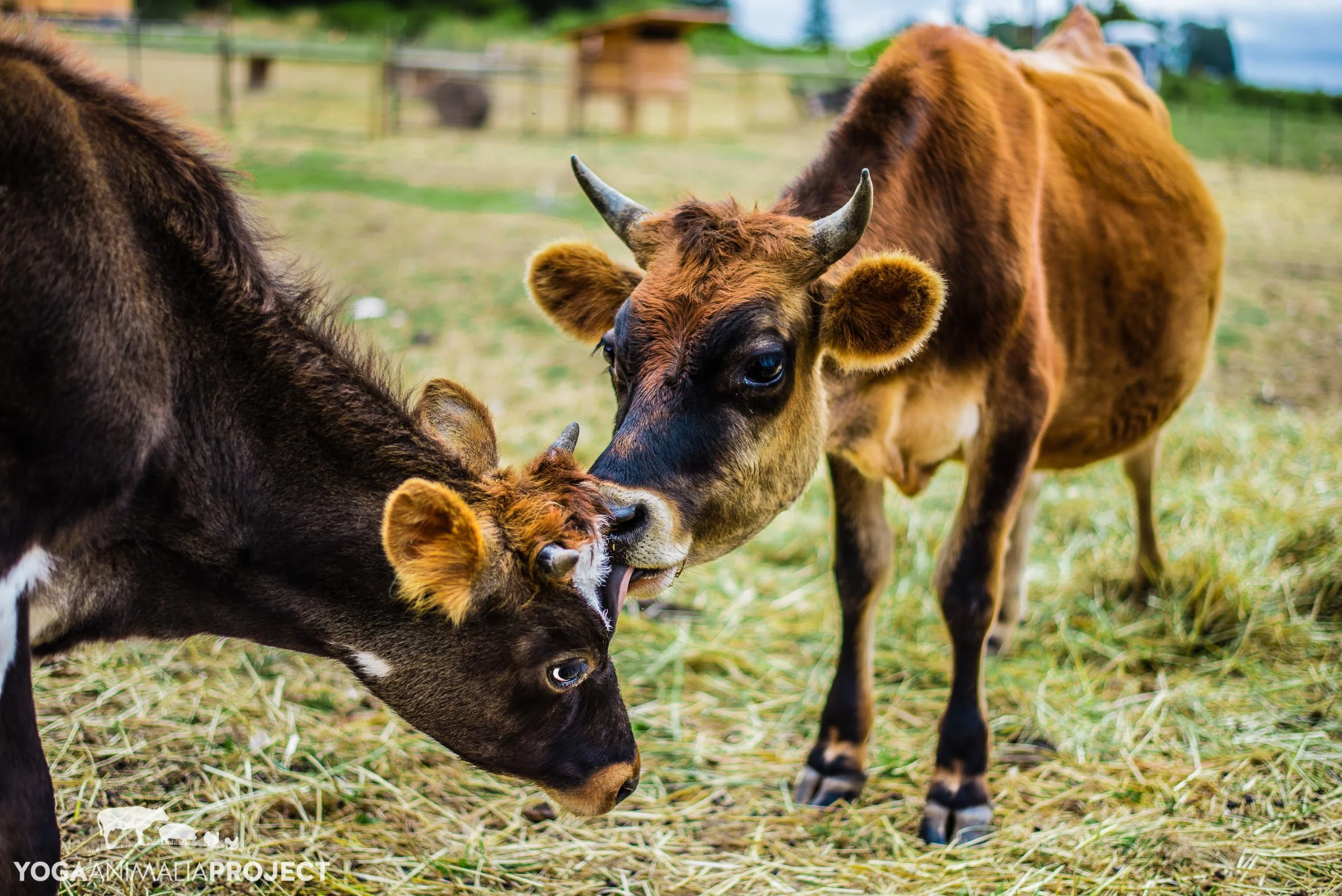 Blitzen & Moose 9-22-14.jpg