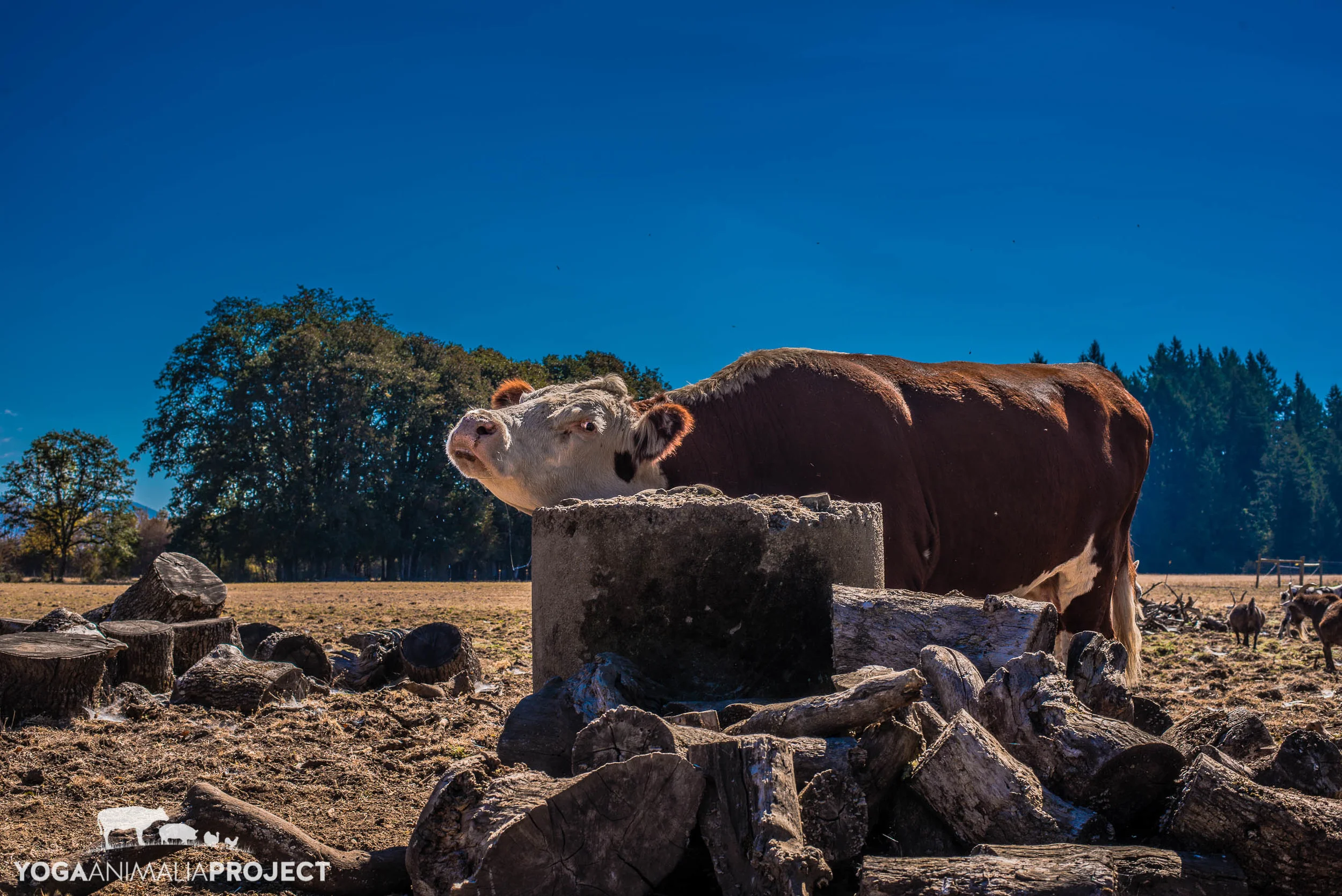 Lighthouse Farm Sanctuary_-115.jpg