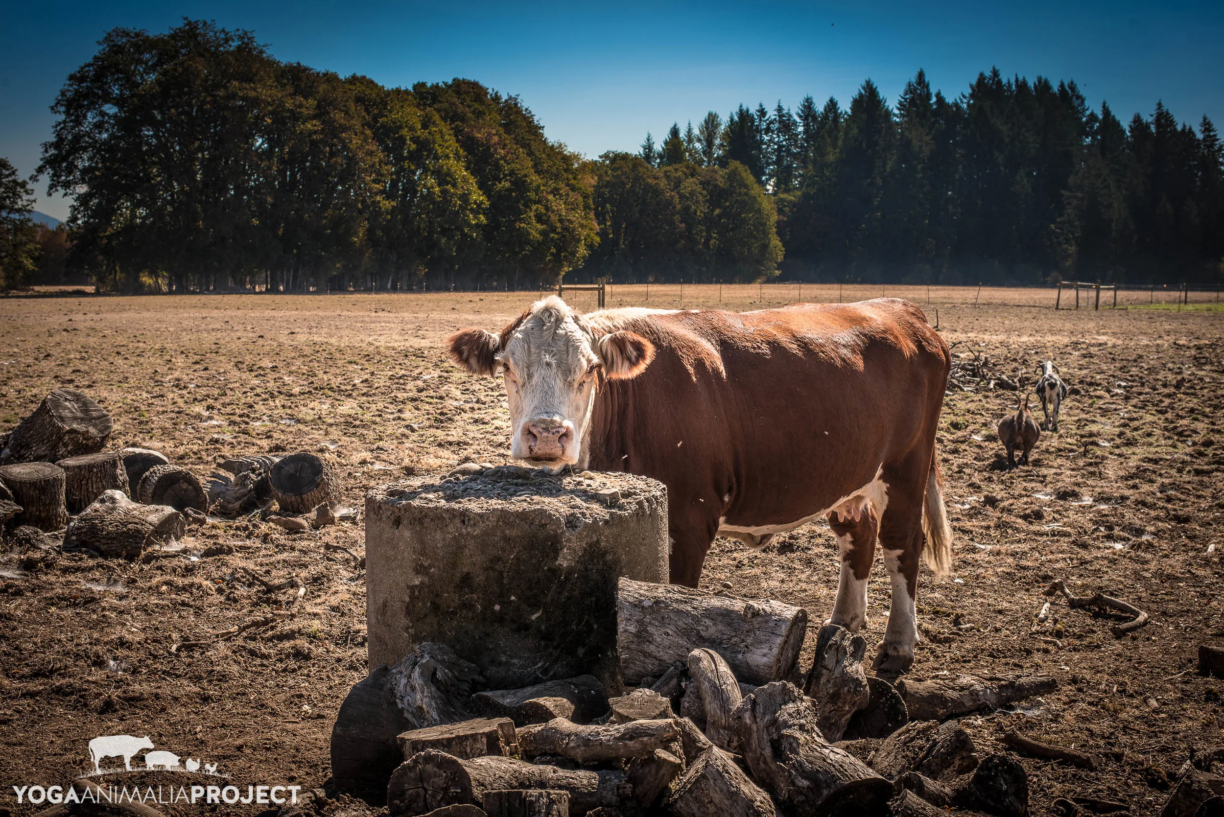 Lighthouse Farm Sanctuary_-110.jpg