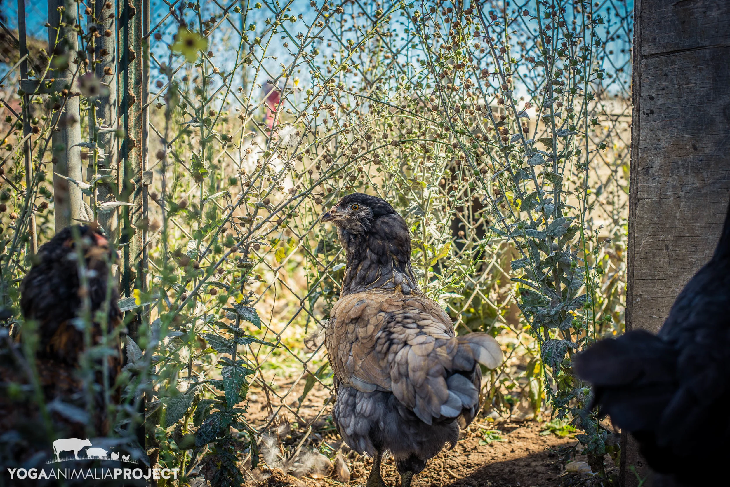 Lighthouse Farm Sanctuary_-400.jpg