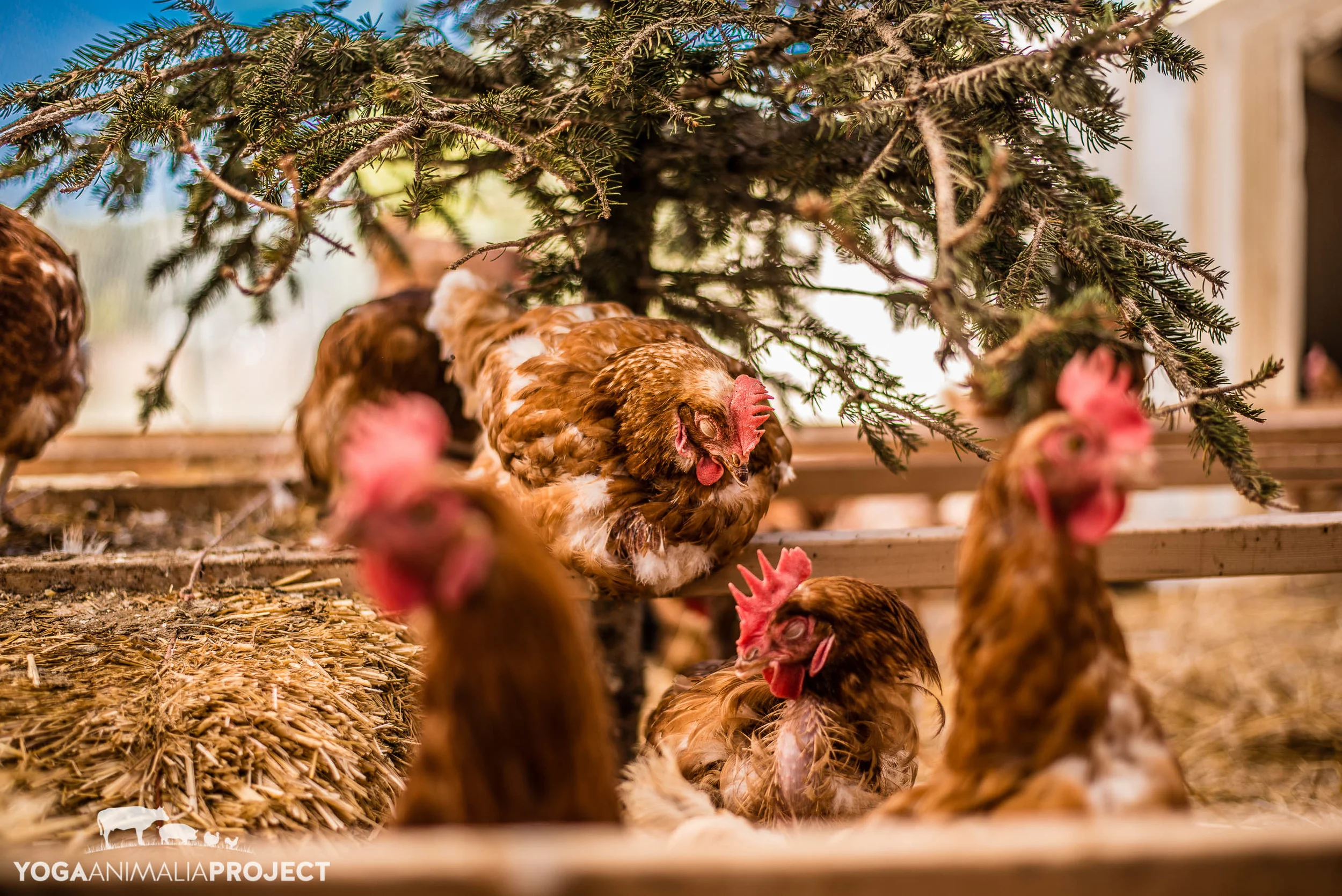Lighthouse Farm Sanctuary_-469.jpg