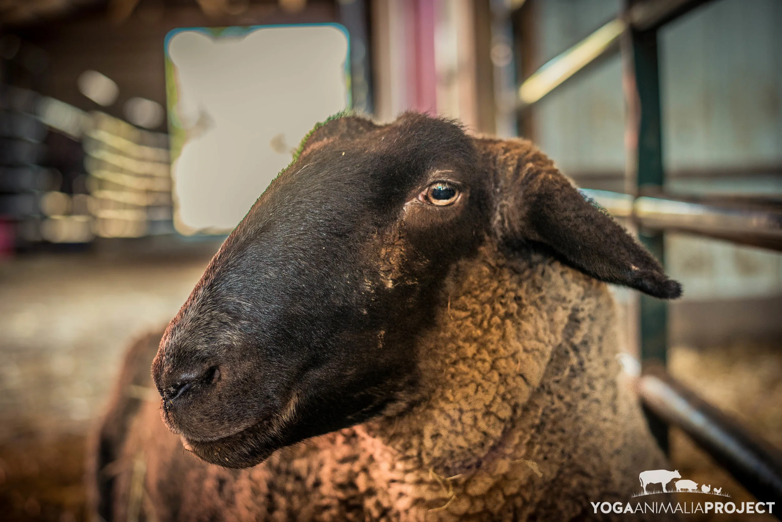 Lighthouse Farm Sanctuary_-507.jpg