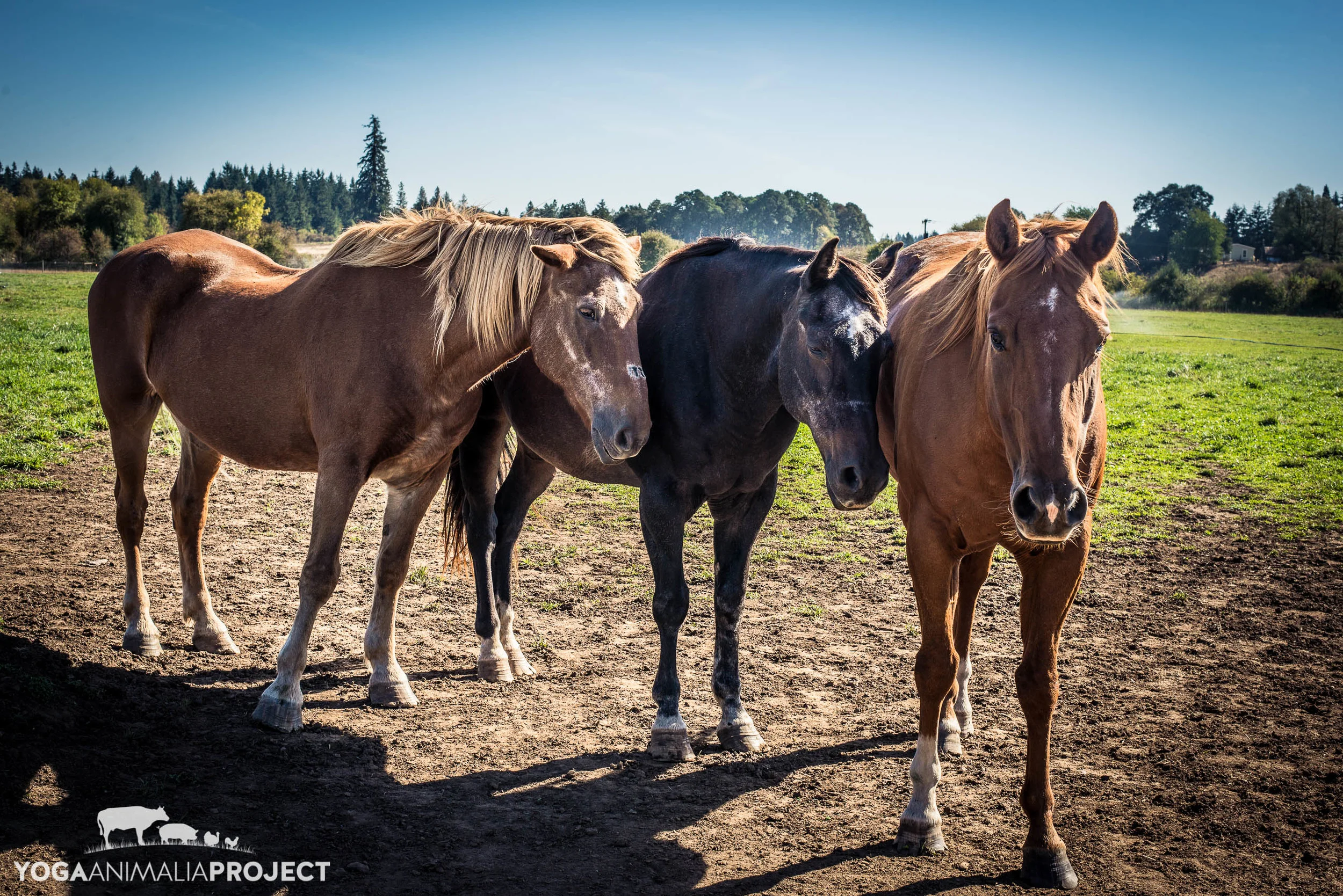 Lighthouse Farm Sanctuary_-575.jpg