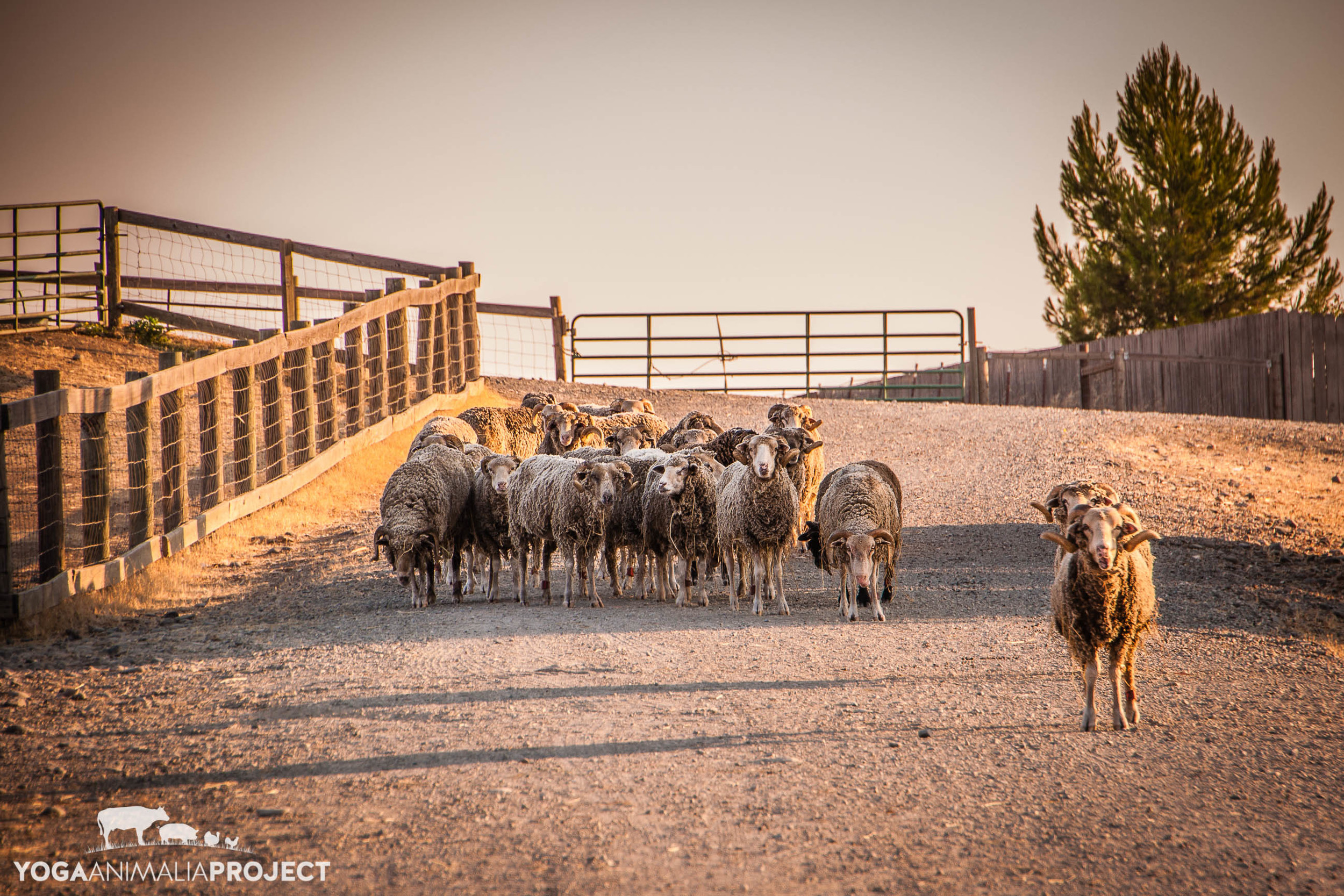 Santa Cruz Sheep Flock, Farm Sanctuary, Orland, California