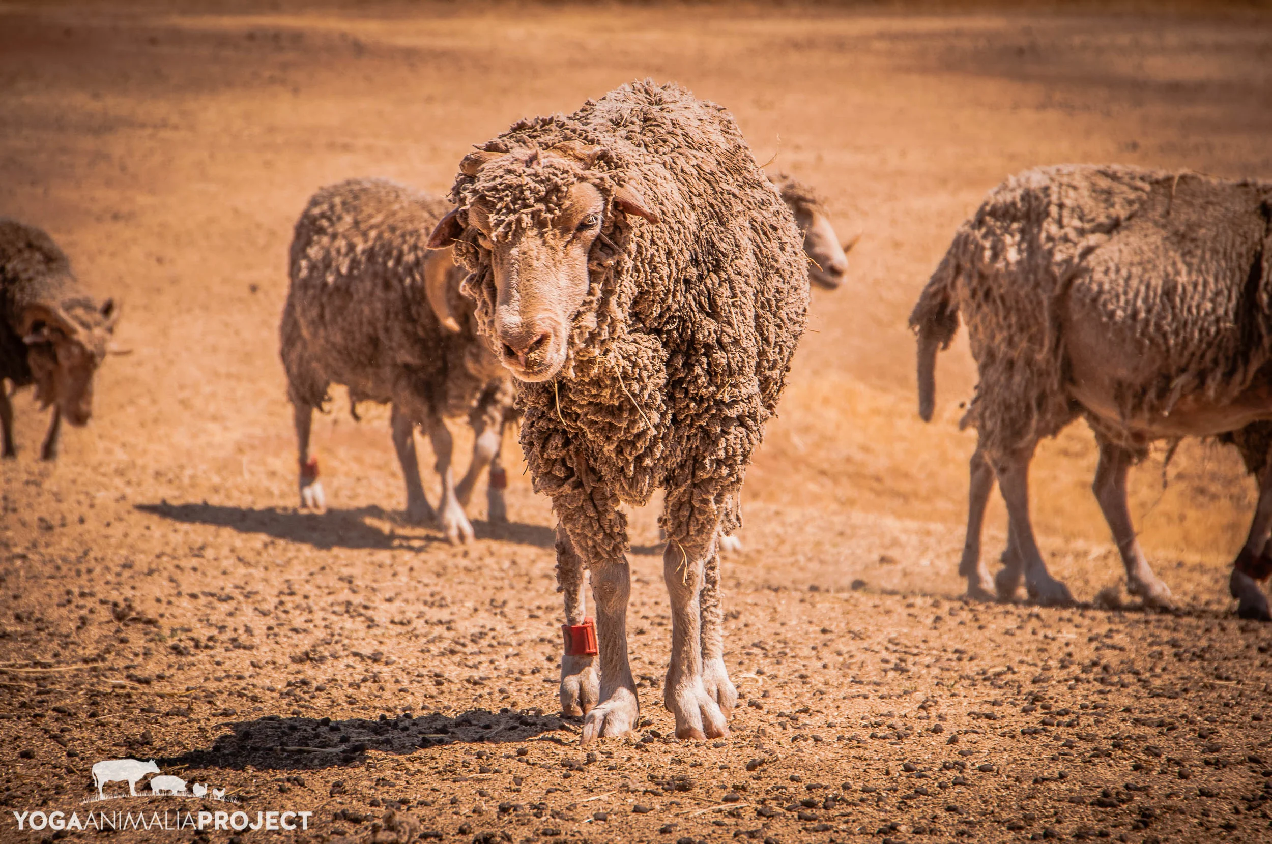 Farm Sanctuary, Orland, California