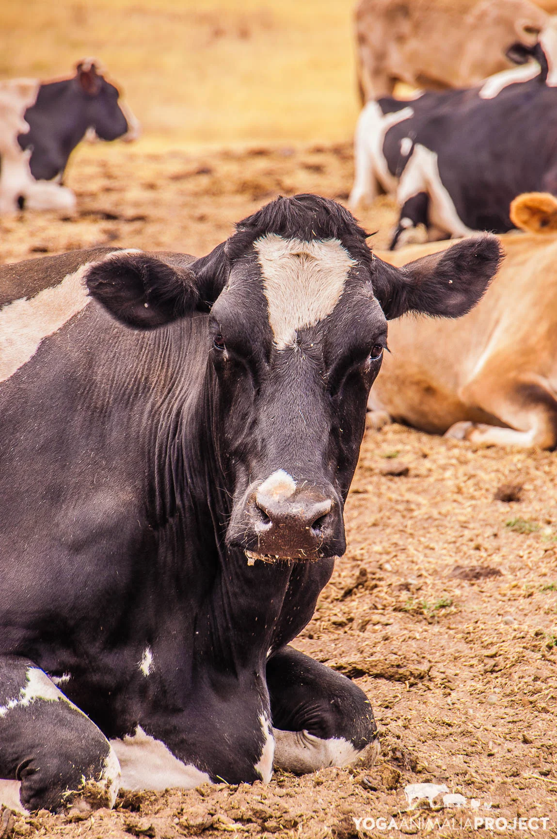 Farm Sanctuary, Orland, California