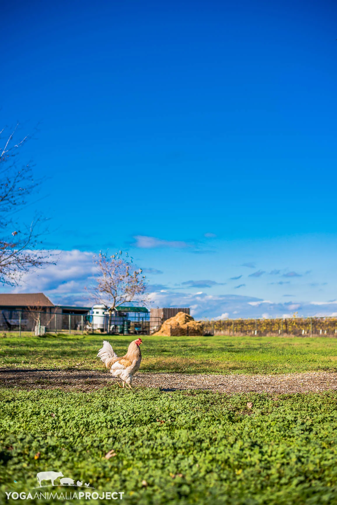 Harvest Home 12-4-14-126.jpg