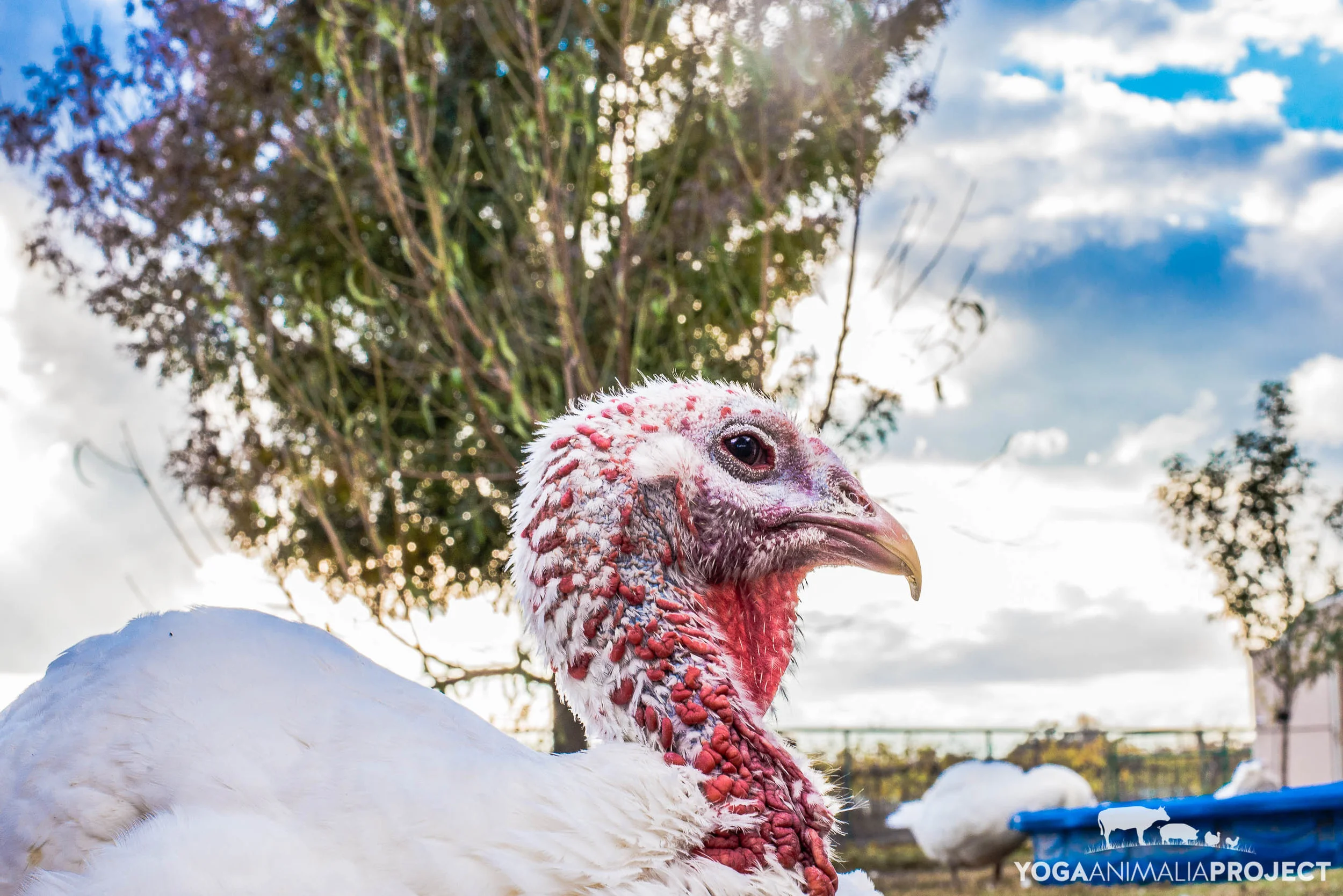 Harvest Home 12-4-14-515.jpg