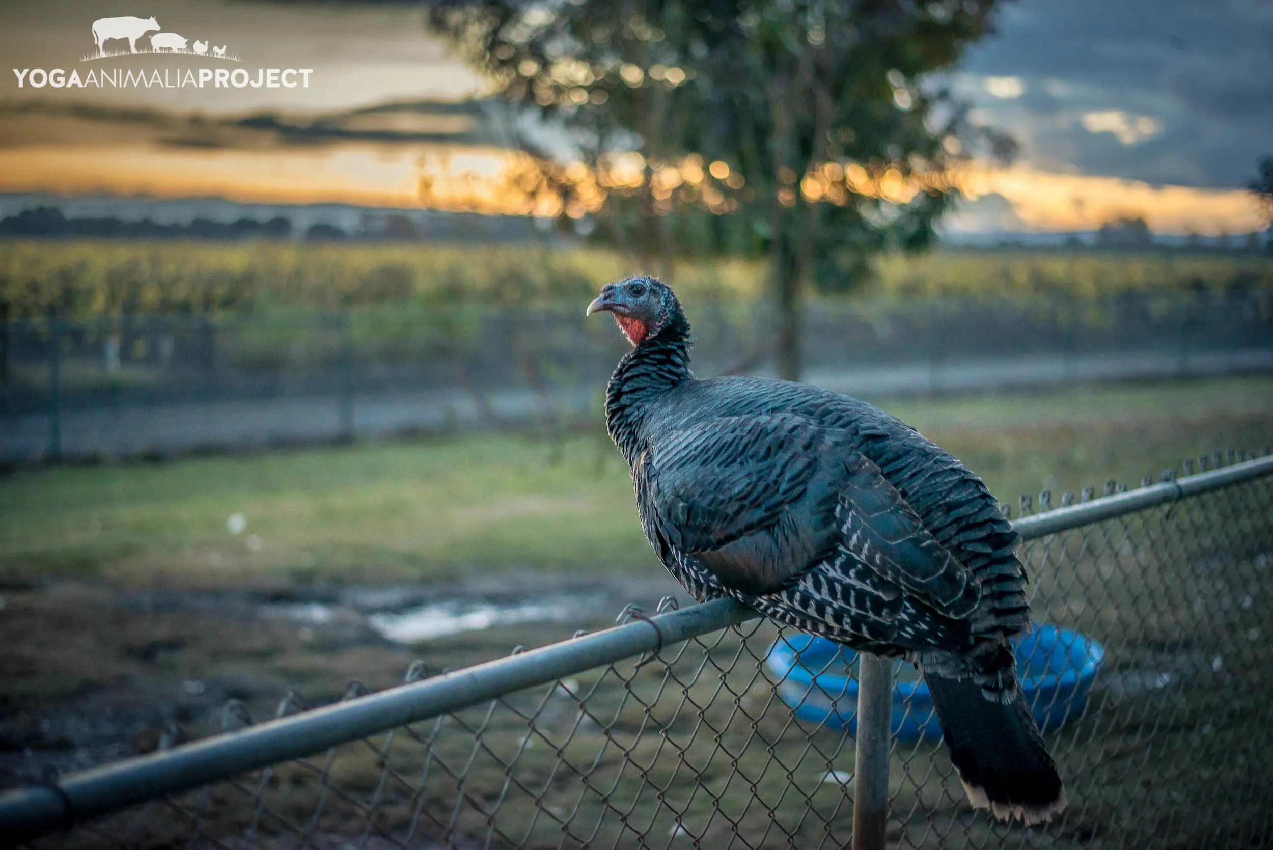 Harvest Home 12-4-14-889.jpg