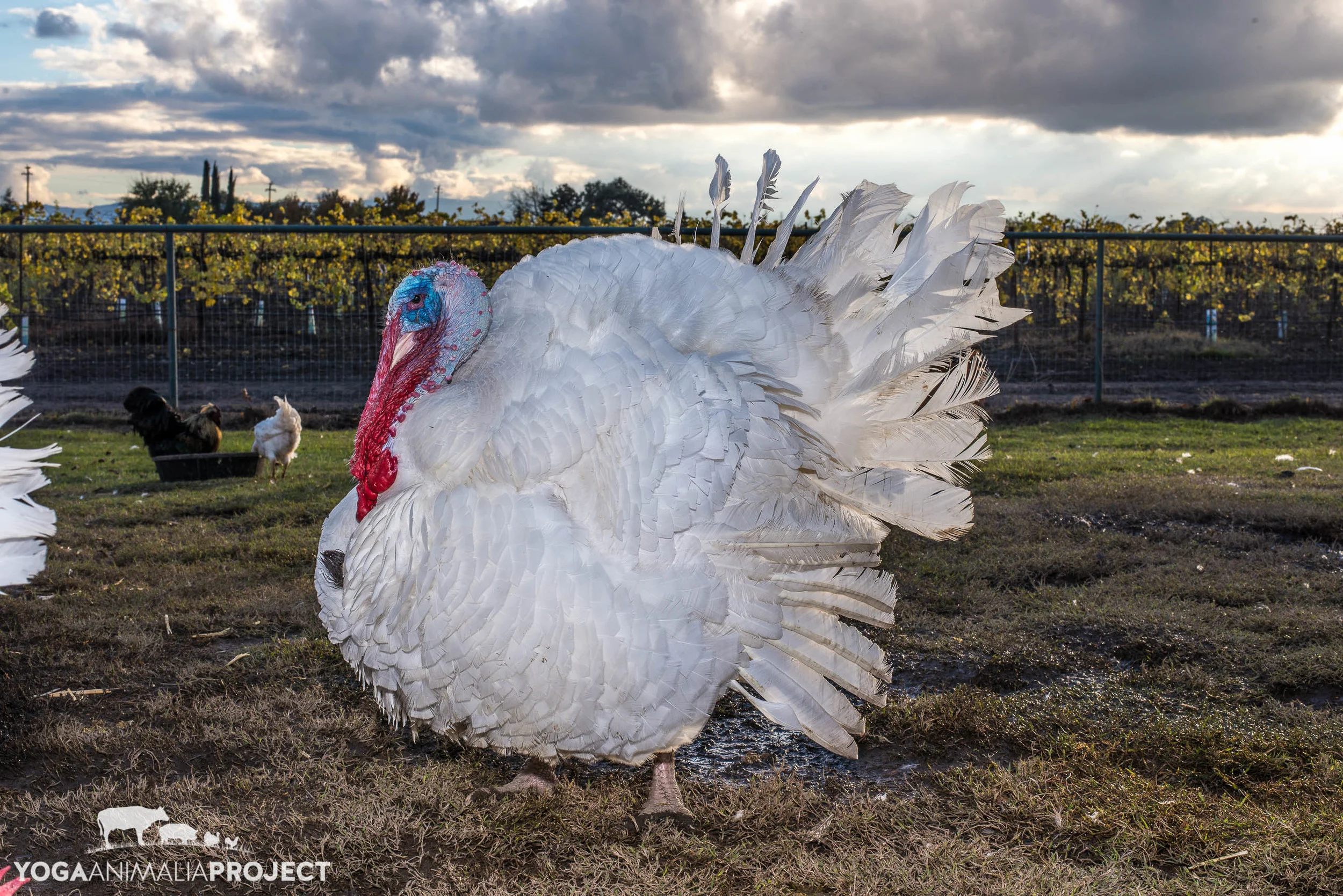 Henry 12-4-14 (1).jpg