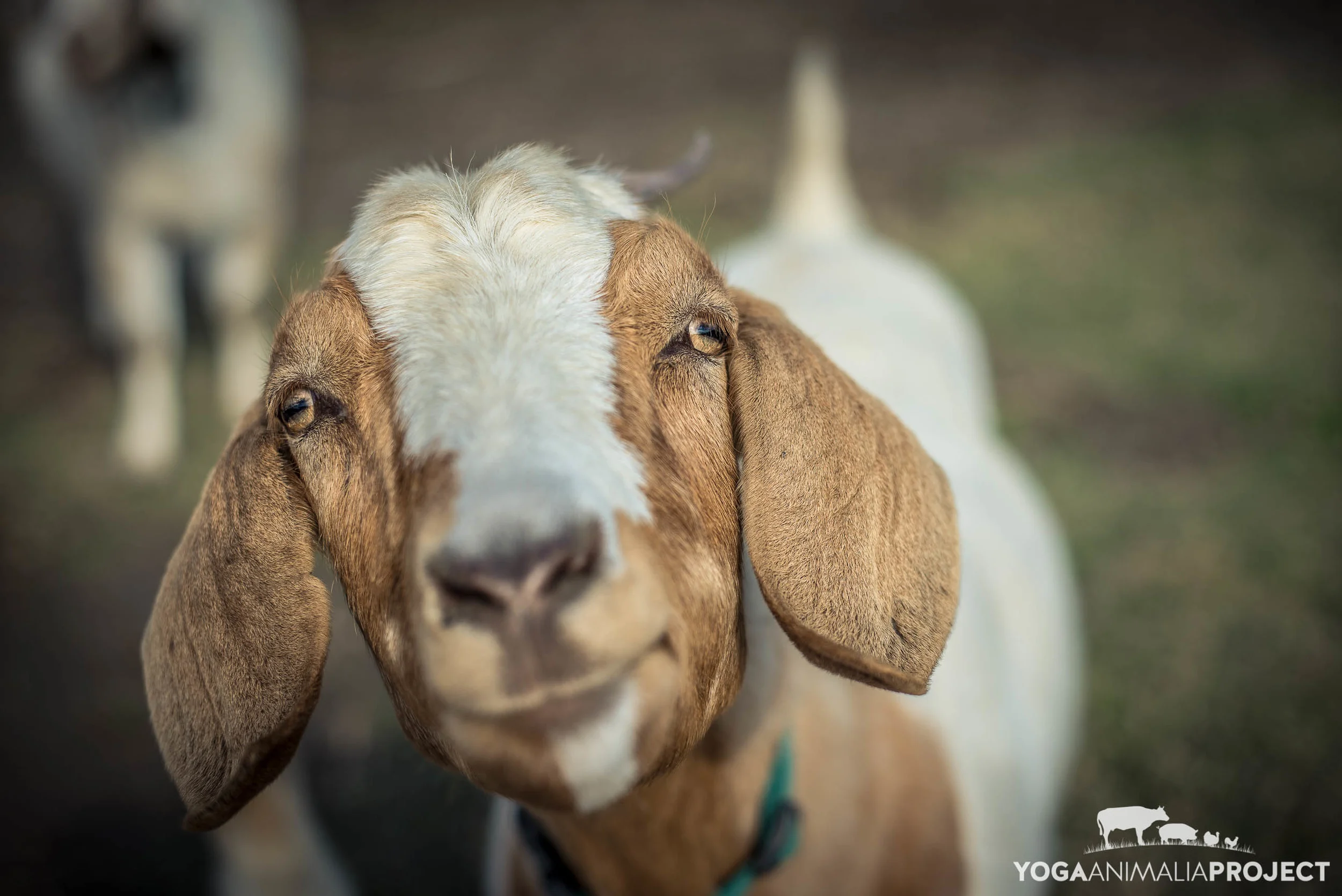 Phoebe 12-4-14 (1).jpg