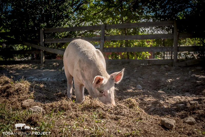 Farm Sanctuary Watkins Glen — Yoga Animalia Project