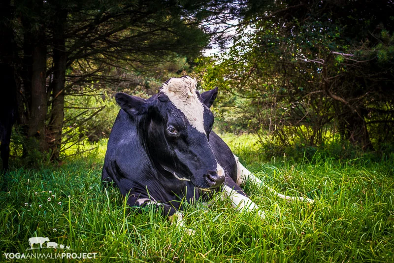Farm Sanctuary Watkins Glen — Yoga Animalia Project