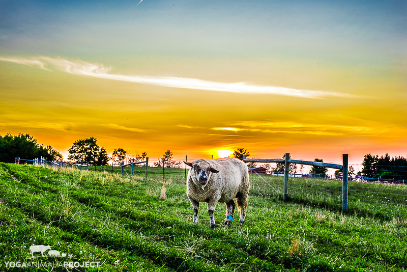 Farm Sanctuary Watkins Glen — Yoga Animalia Project