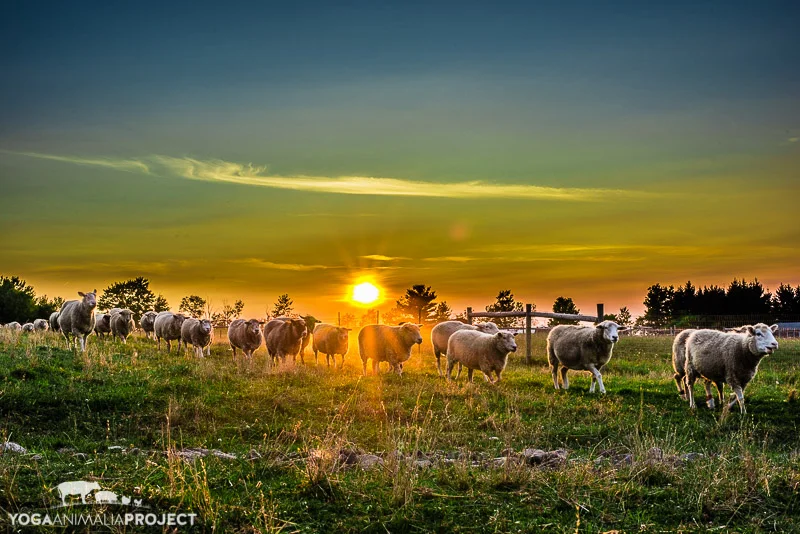 Farm Sanctuary Watkins Glen — Yoga Animalia Project