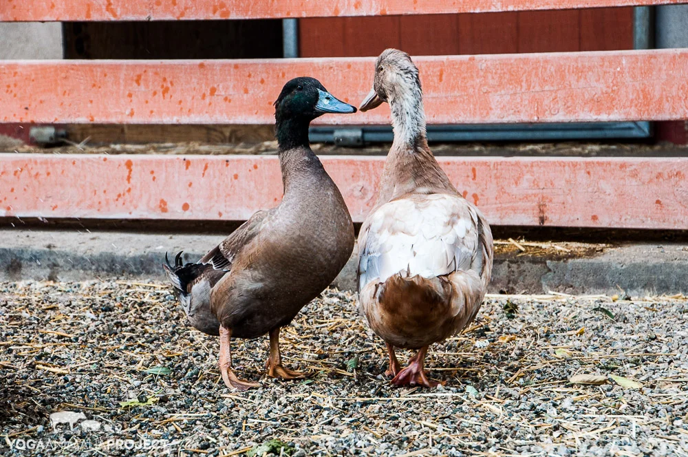 Floyd & Ferdinand