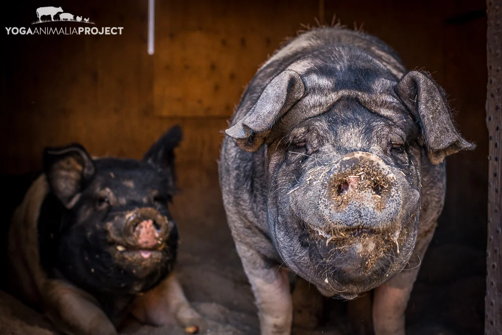 Doc & Dopey 3-20-15 (49).jpg