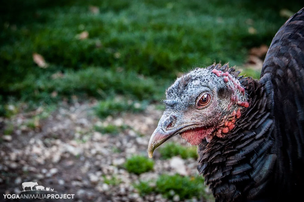 Henrietta 10-26-11 (1).jpg