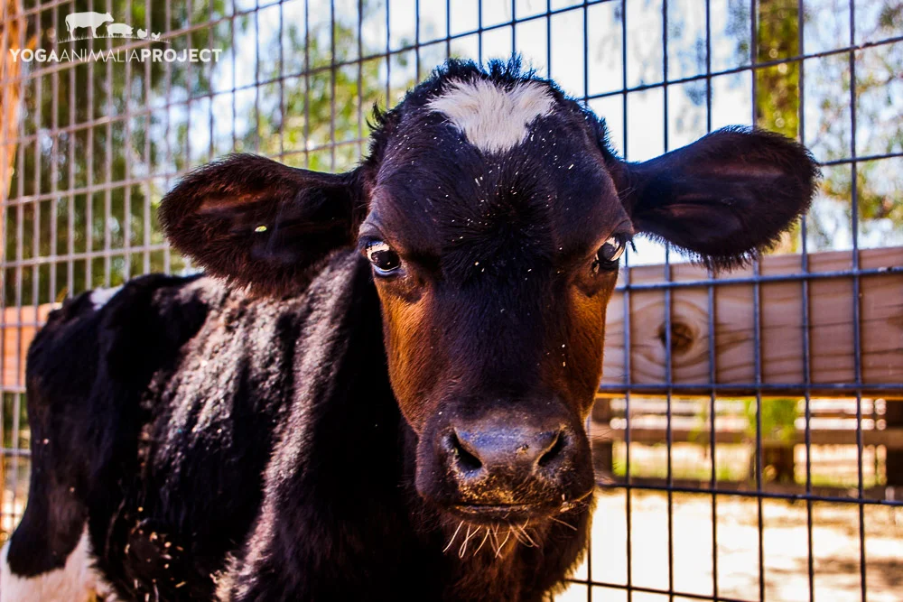 Oreo 5-12-11 (1).jpg