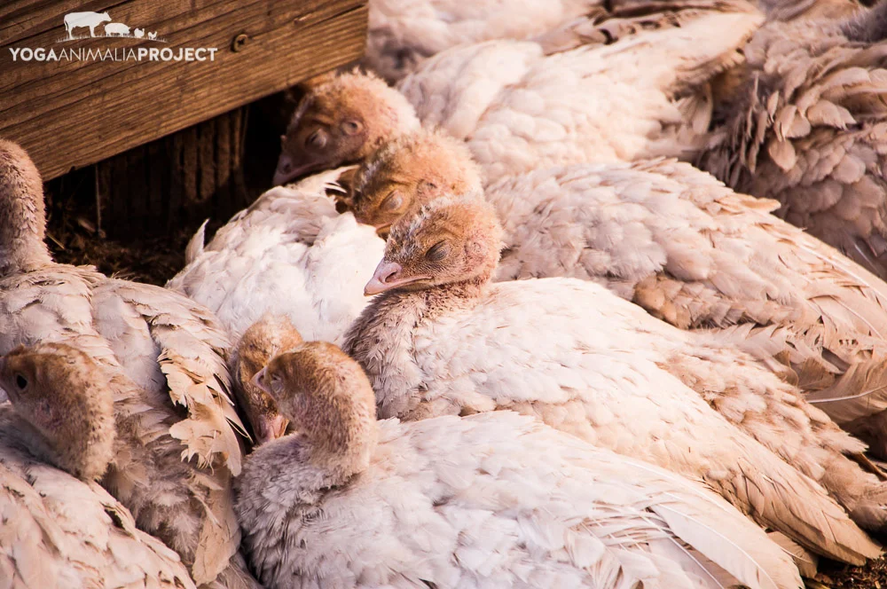 Turkey Poults 10-30-11 (10).jpg