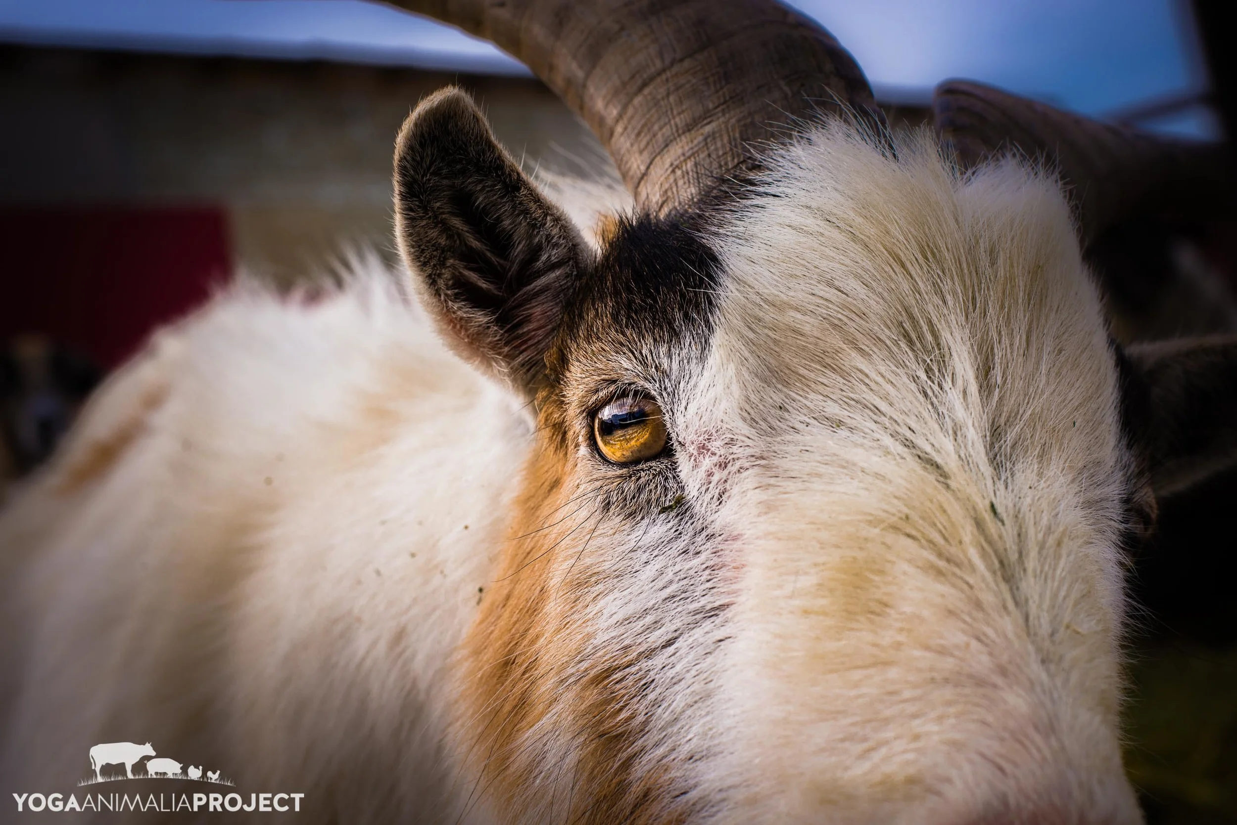 Caprine - Goats — Yoga Animalia Project