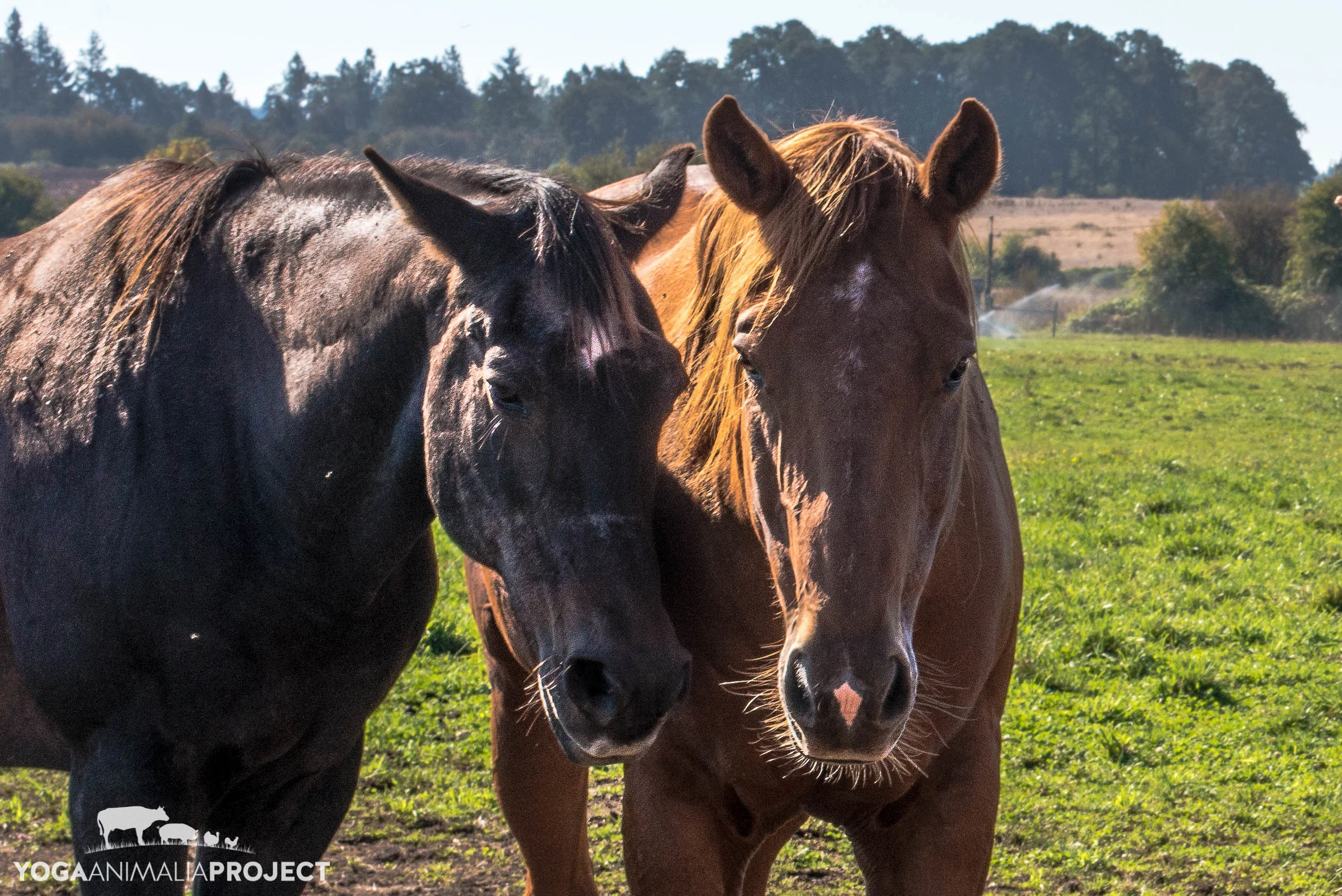 Lighthouse Farm Sanctuary, Scio, Oregon