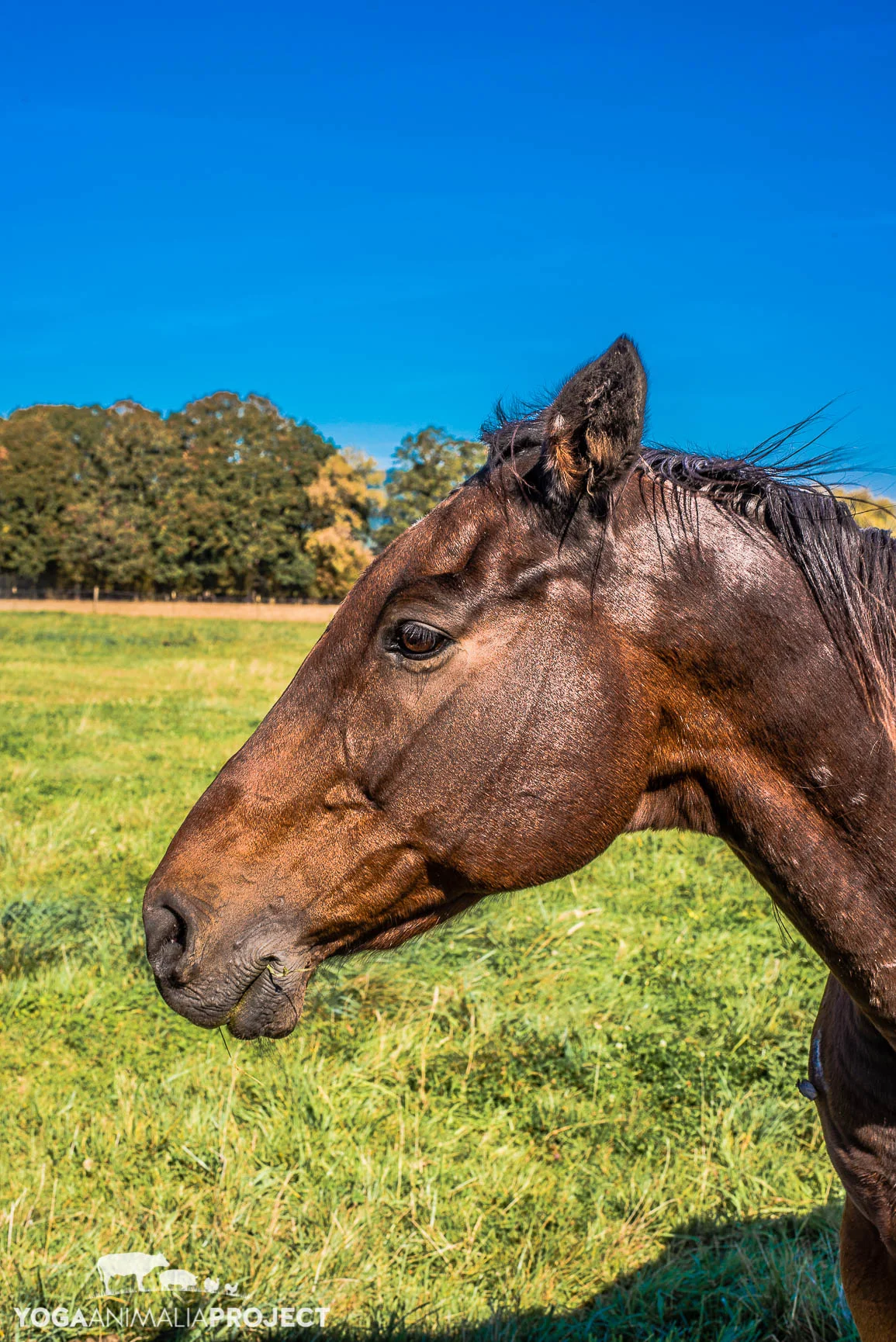 Lighthouse Farm Sanctuary, Scio, Oregon