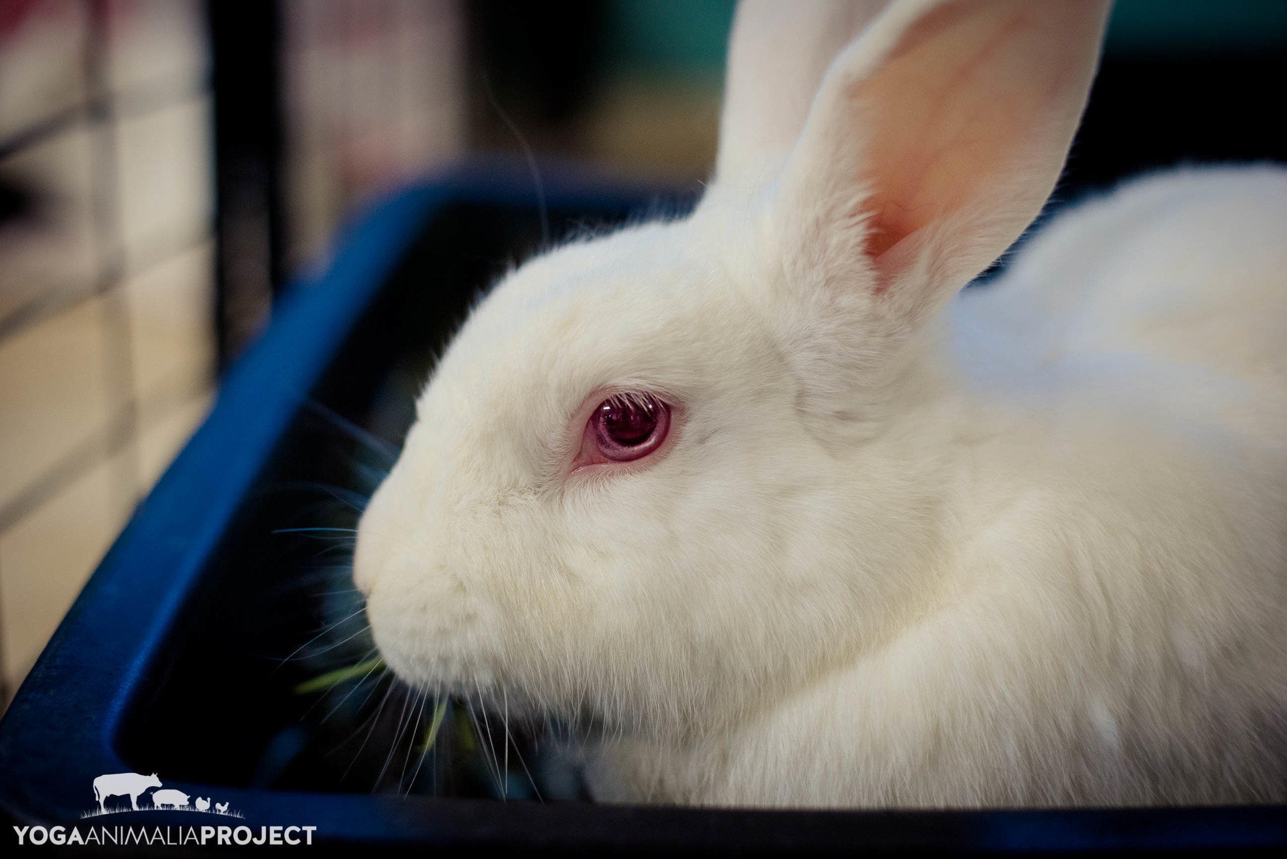 Leporine - Rabbits — Yoga Animalia Project