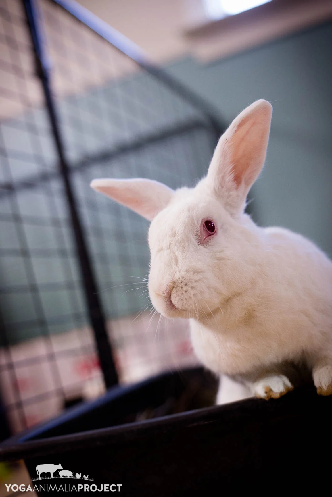 Leporine - Rabbits — Yoga Animalia Project