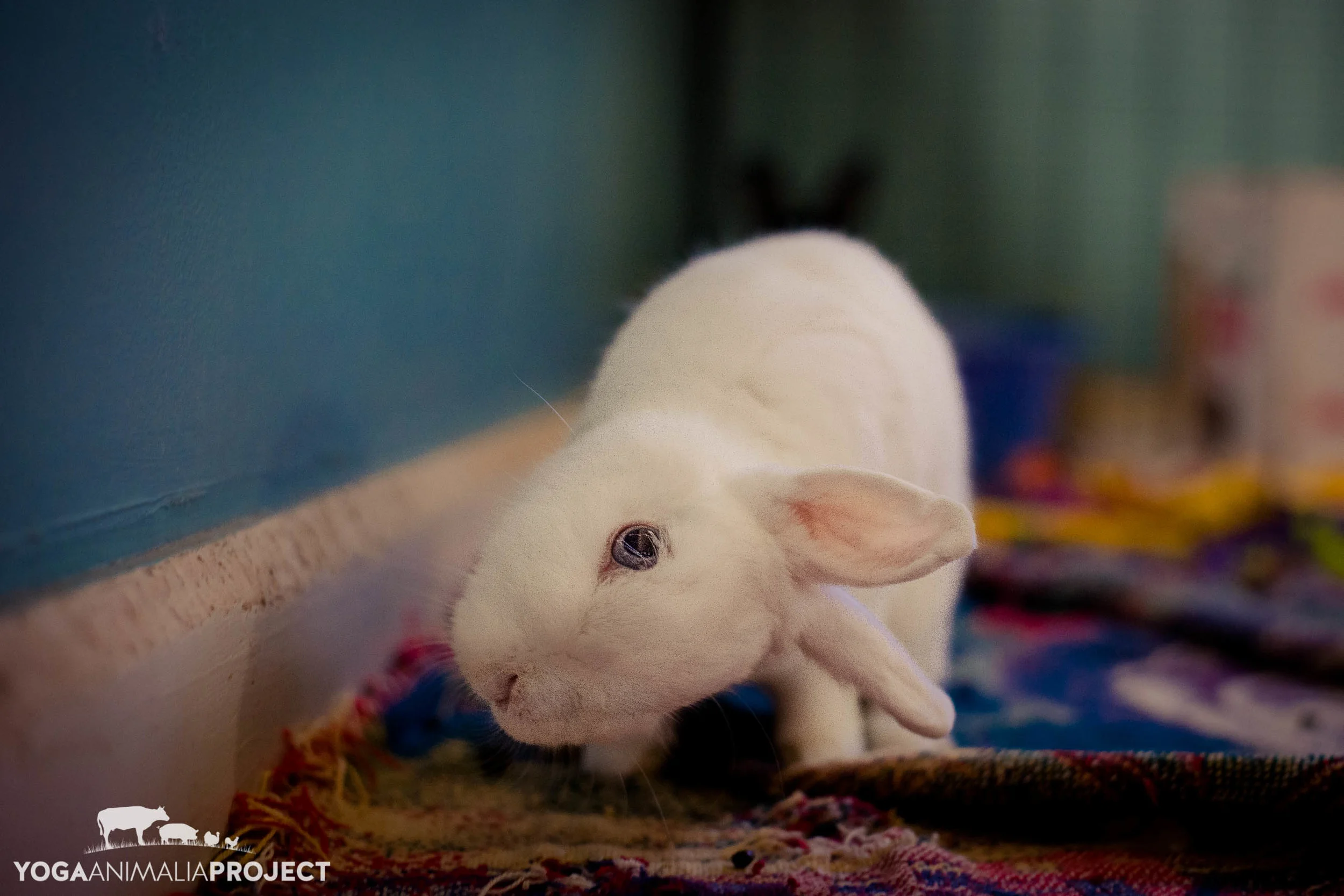 Leporine - Rabbits — Yoga Animalia Project