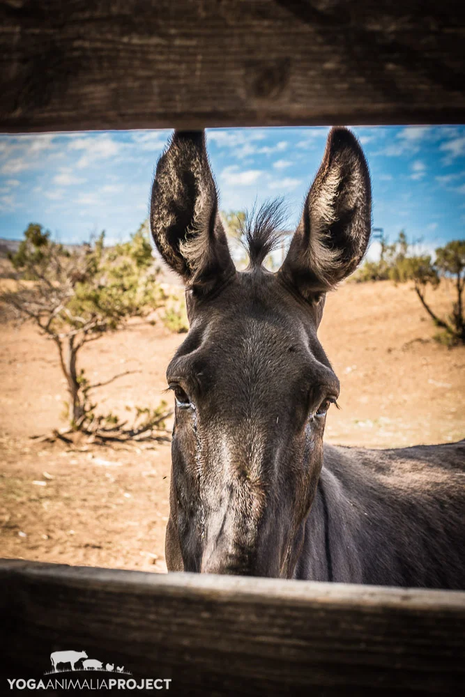 Farm Sanctuary's Animal Acres, Acton, California