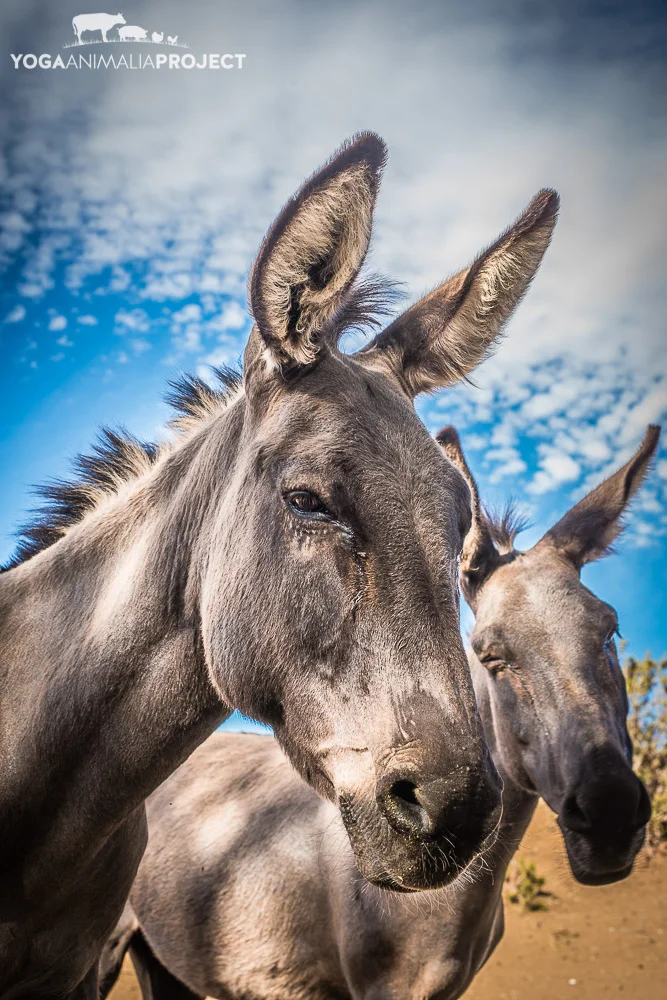 Farm Sanctuary's Animal Acres, Acton, California