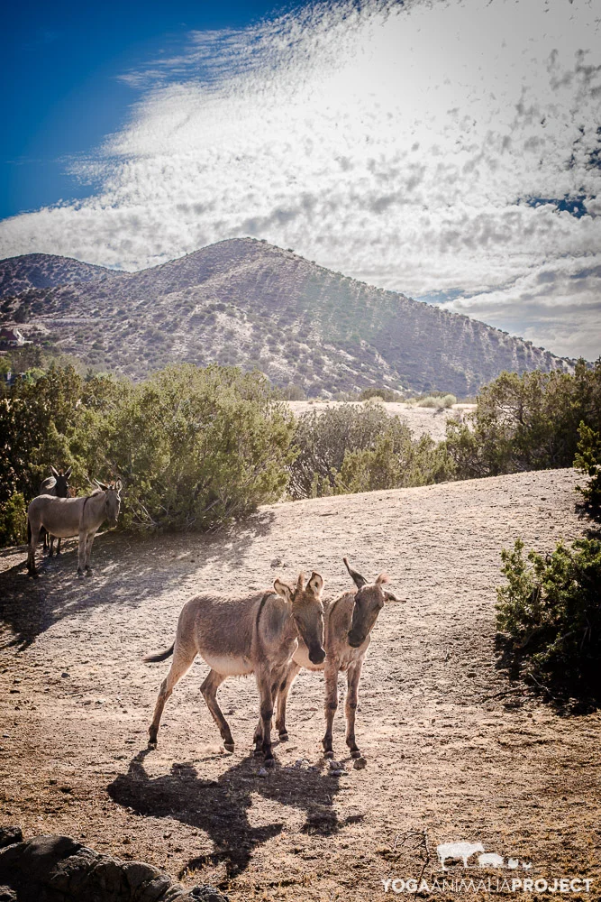 Farm Sanctuary's Animal Acres, Acton, California